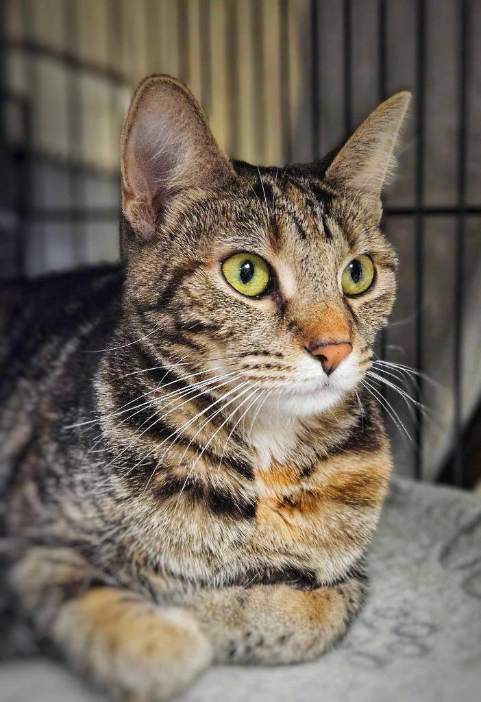 Ginny, a Adopted mixed breed in Warren, MI image 5/6