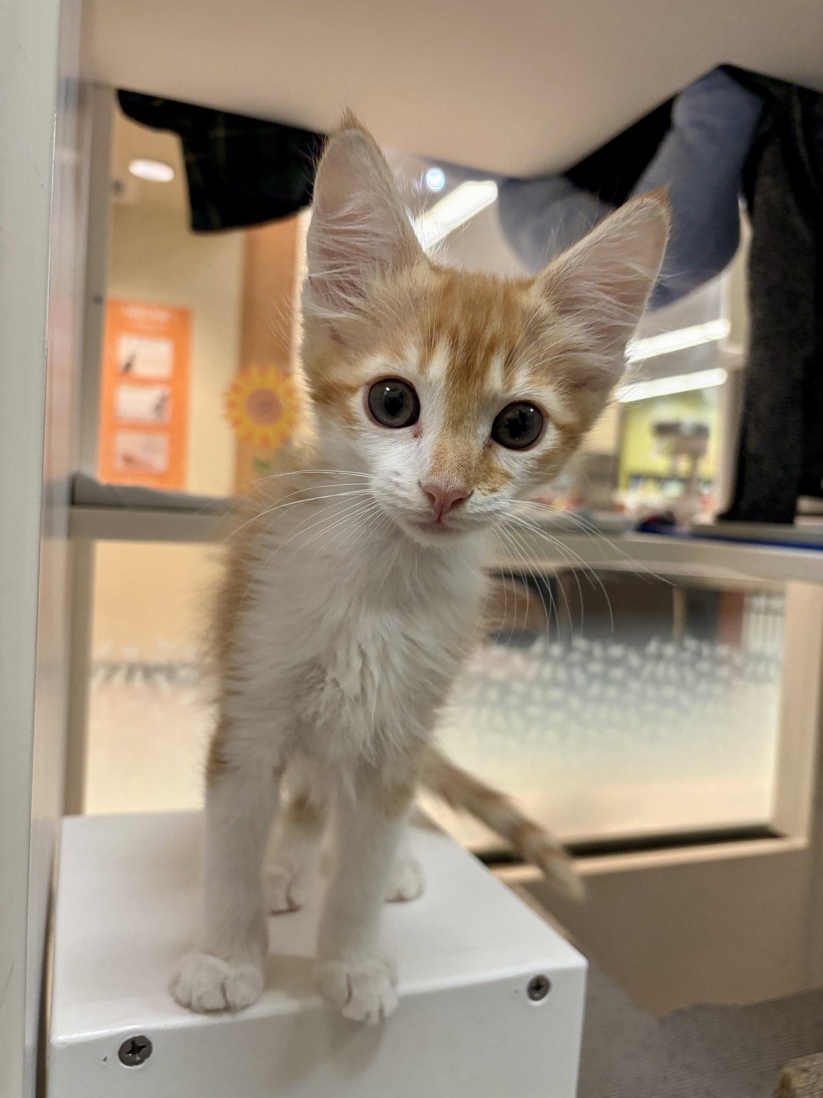 Bogey (needs to be adopted with littermate), Adopted, Kitten Male Domestic Medium Hair.