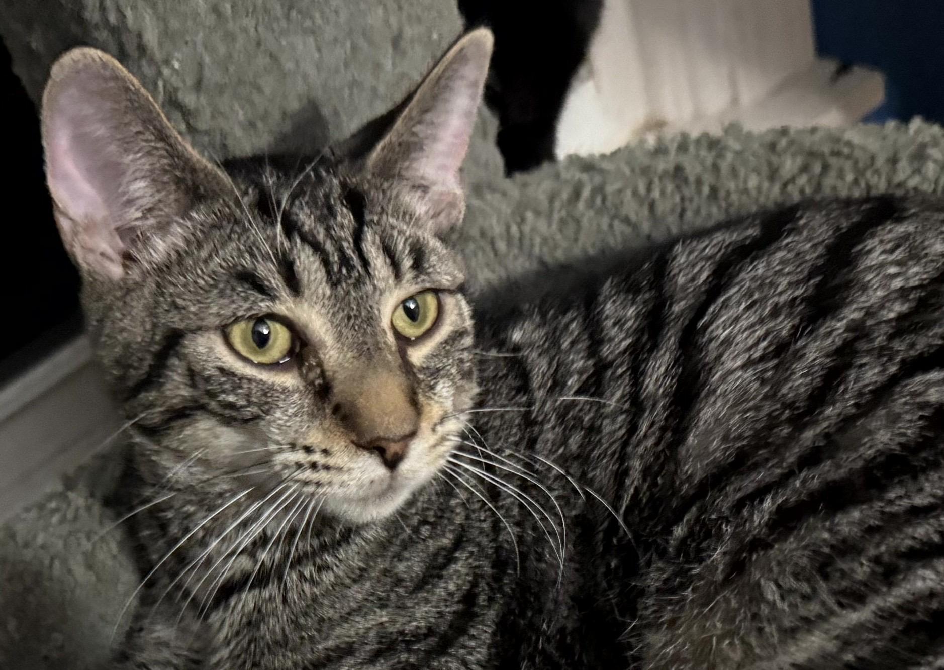 Parker, Adoptable, Young Female Domestic Short Hair.