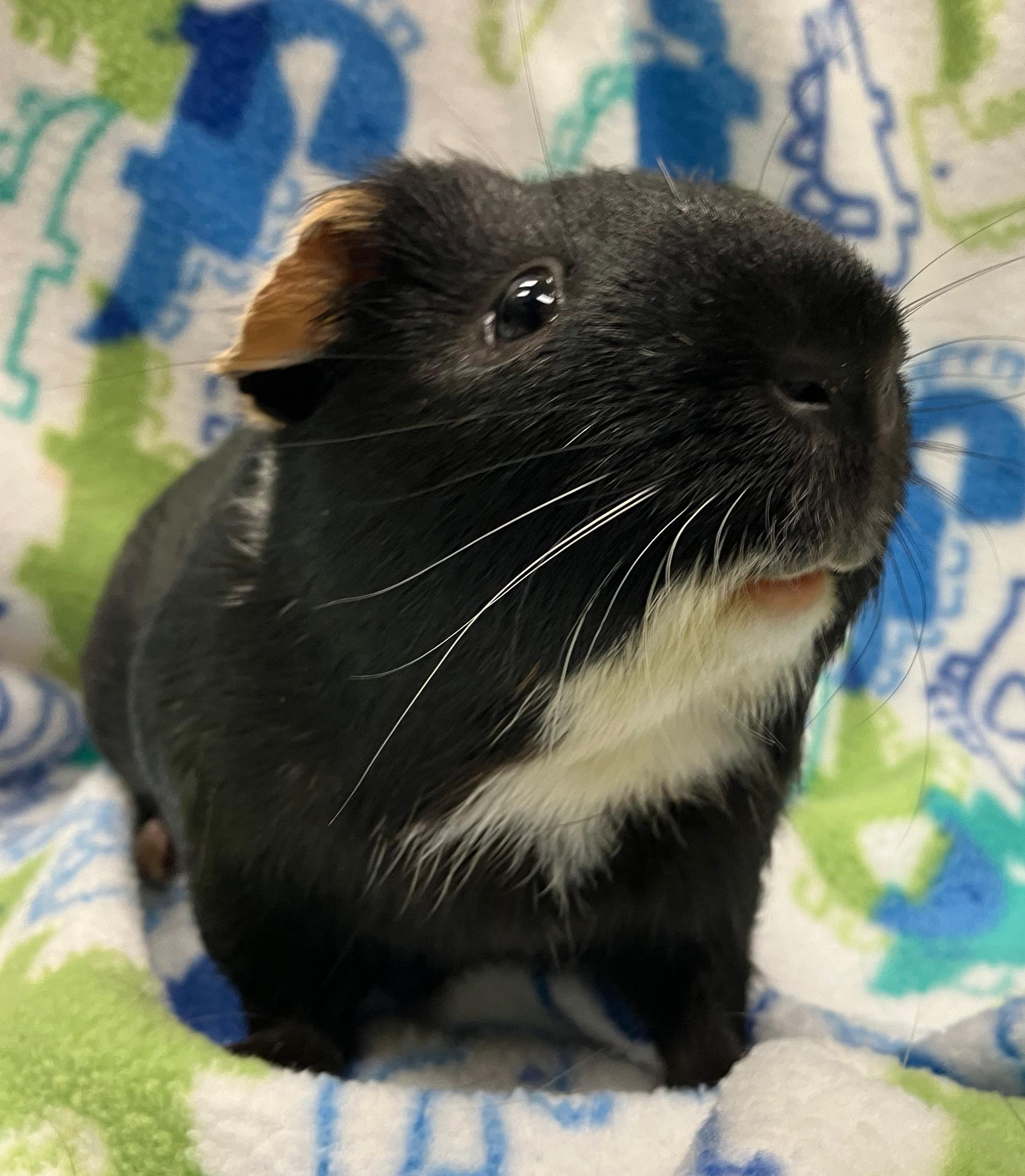 Todd & Flynn, an adopted Guinea Pig in Oshkosh, WI image 4/6
