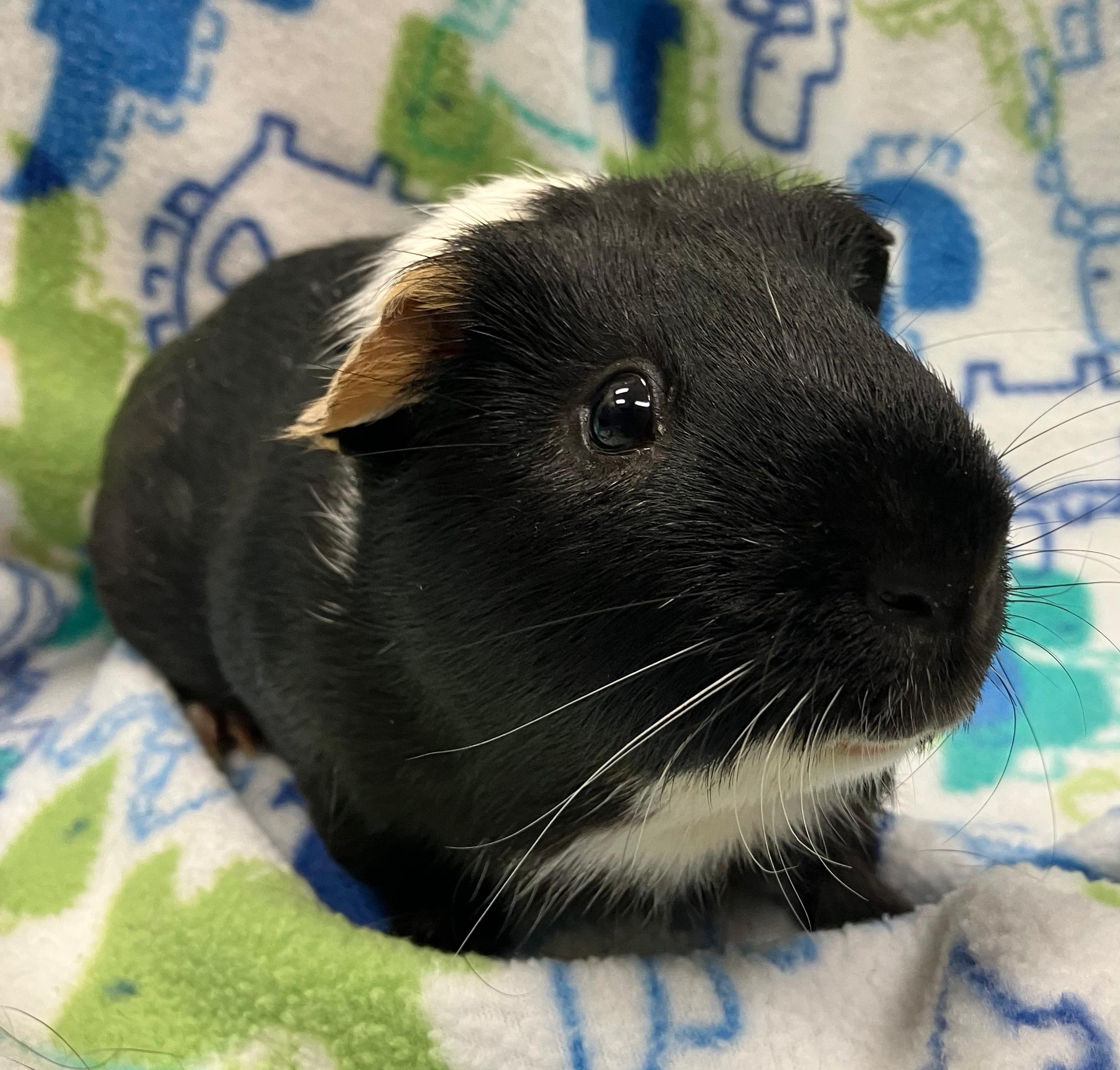 Todd & Flynn, an adopted Guinea Pig in Oshkosh, WI image 5/6