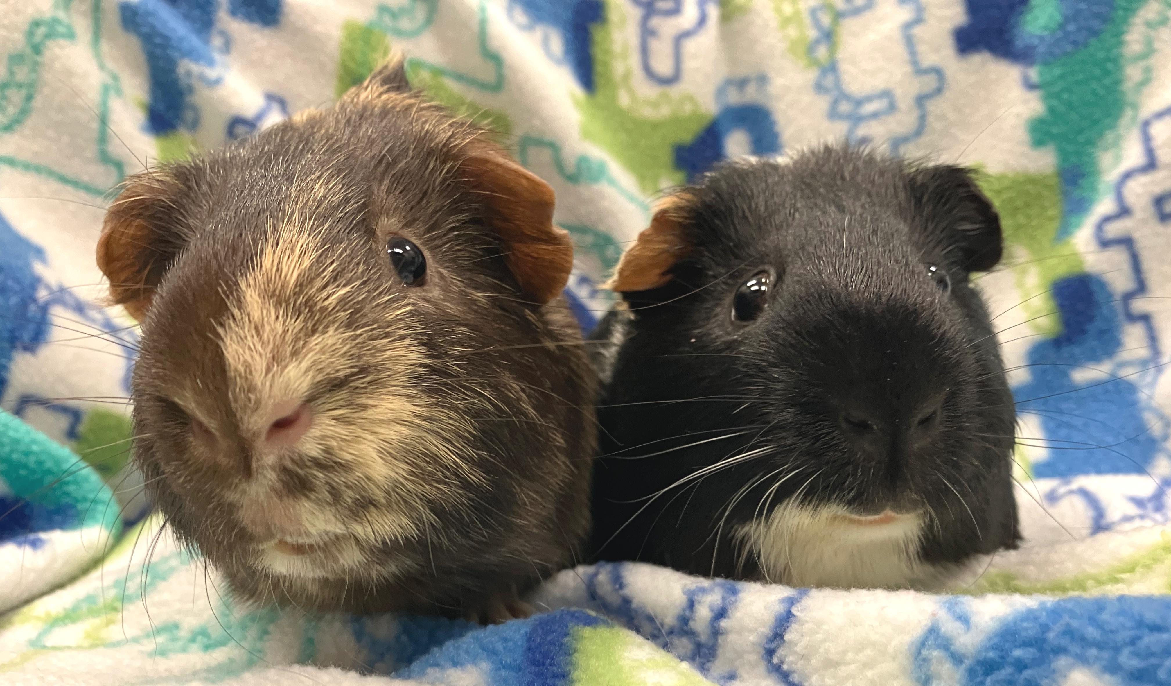Todd & Flynn, adopted, Adult Male Guinea Pig.