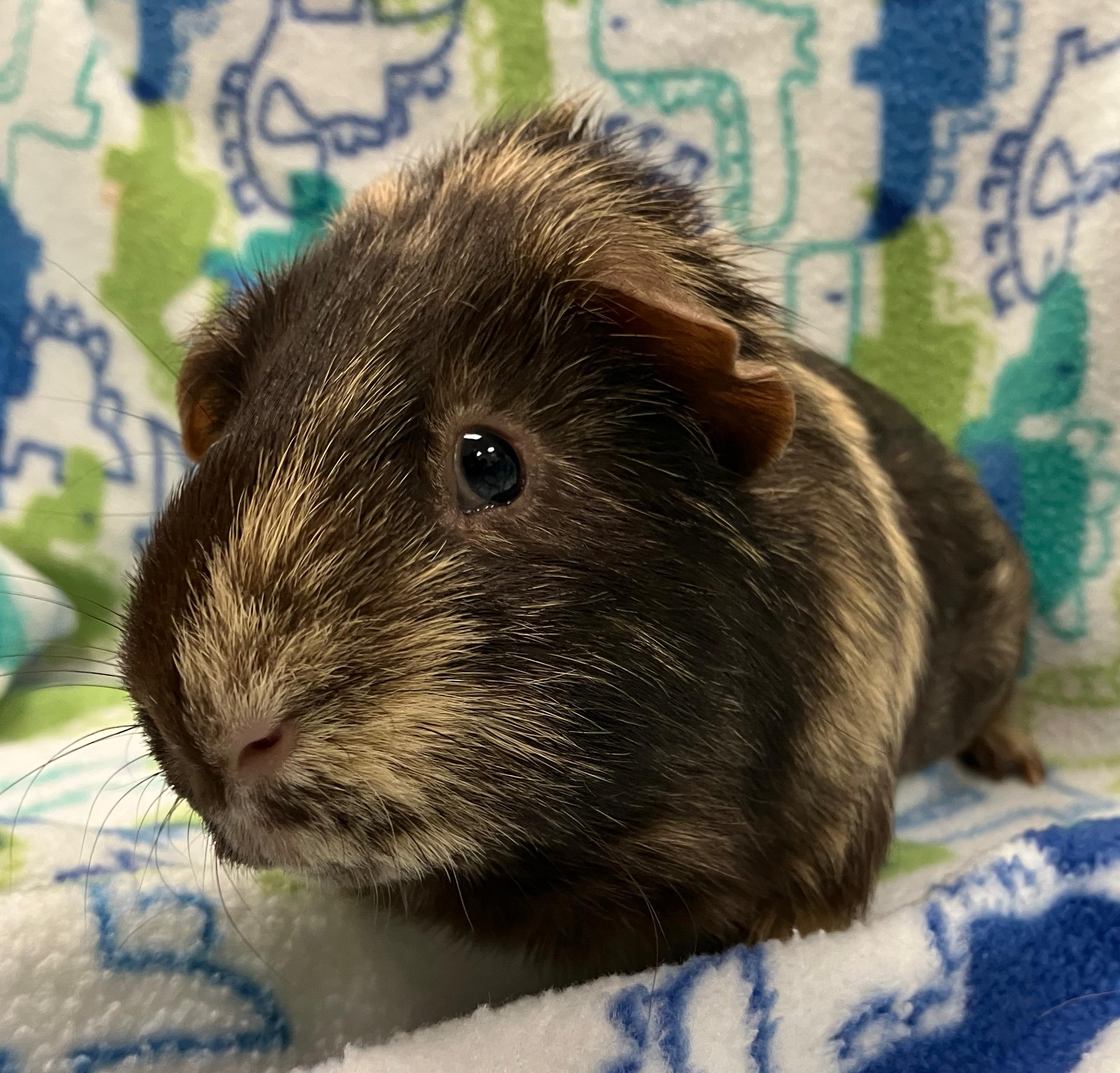 Todd & Flynn, an adopted Guinea Pig in Oshkosh, WI image 3/6