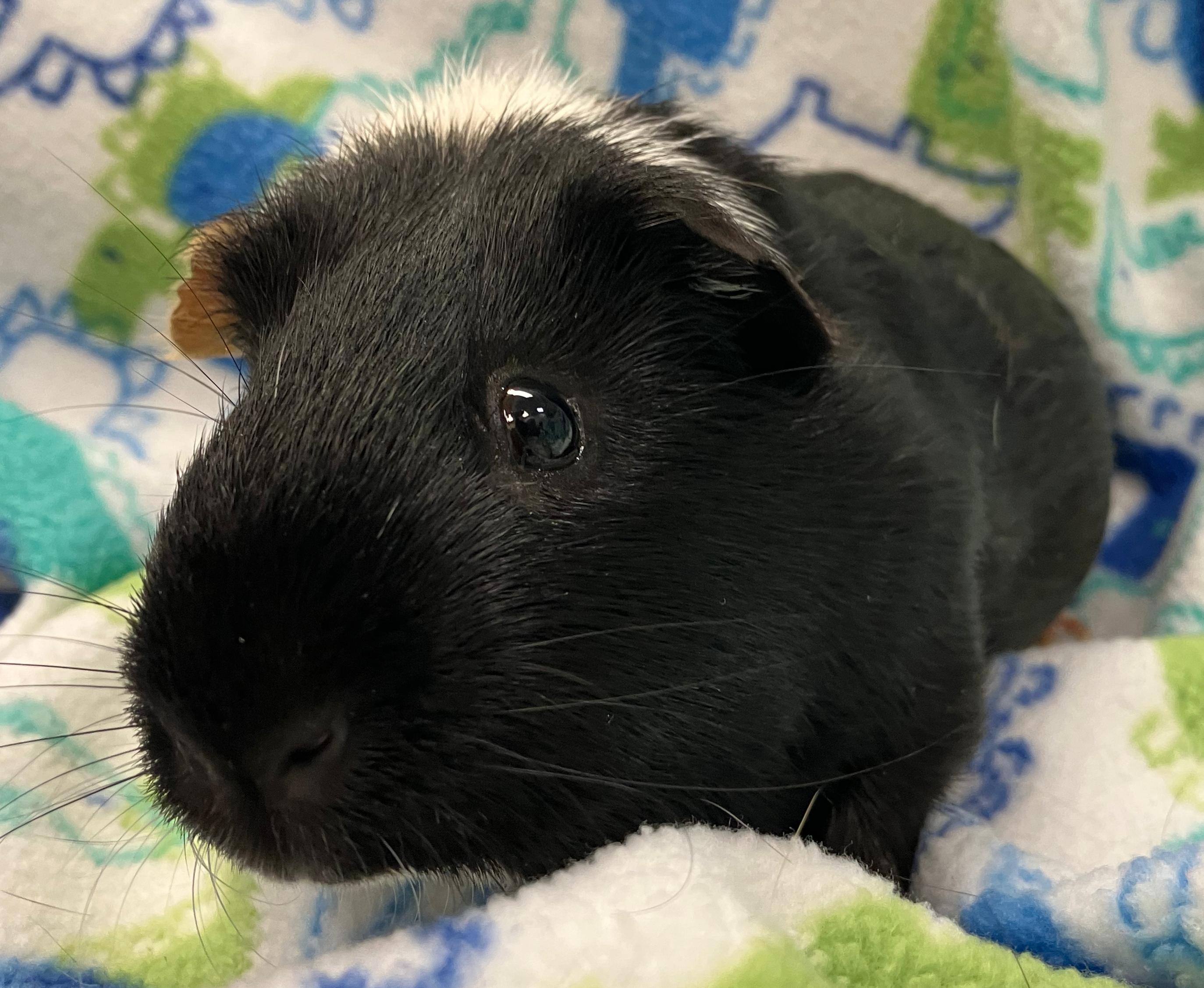 Todd & Flynn, an adopted Guinea Pig in Oshkosh, WI image 6/6