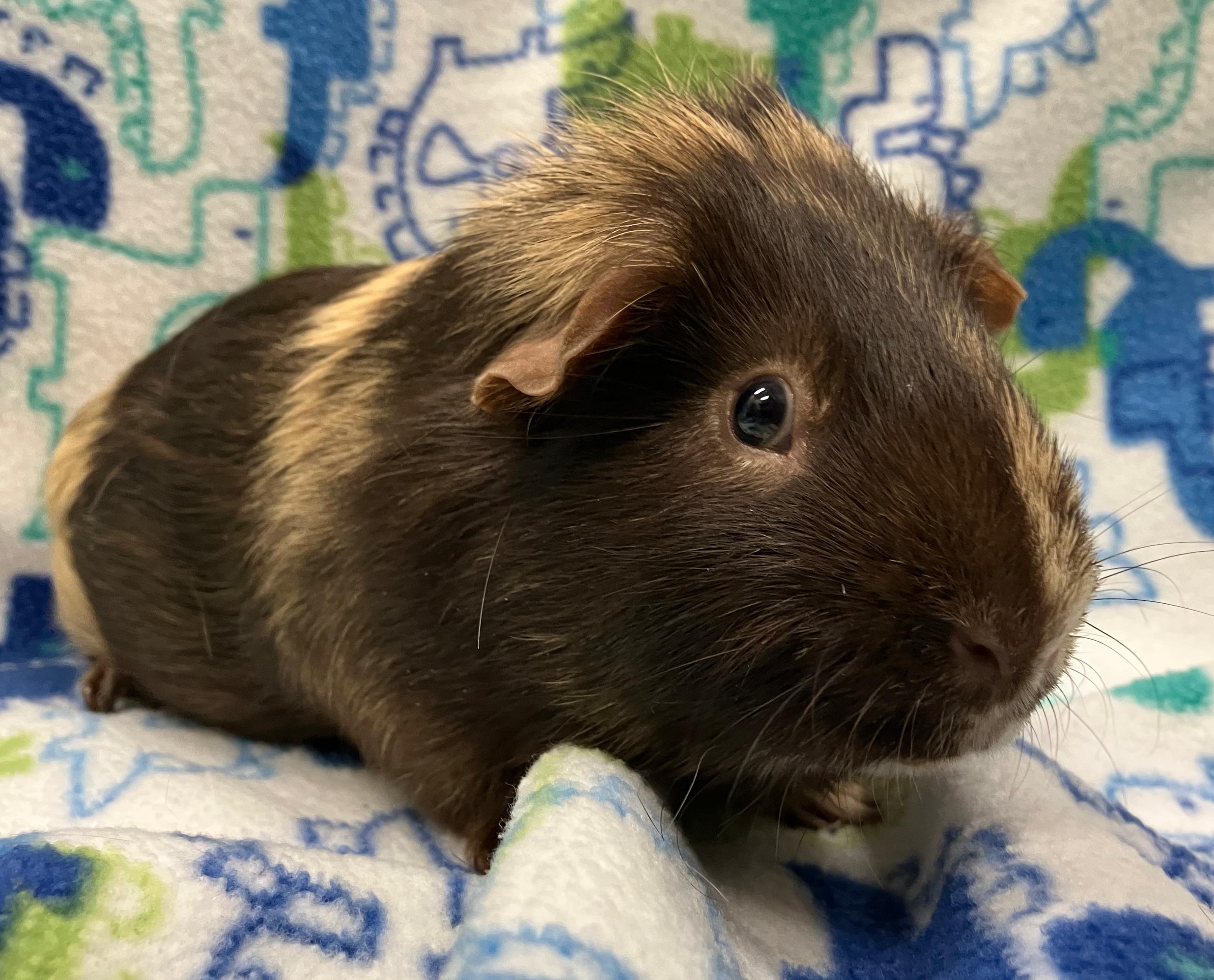 Todd & Flynn, an adopted Guinea Pig in Oshkosh, WI image 2/6