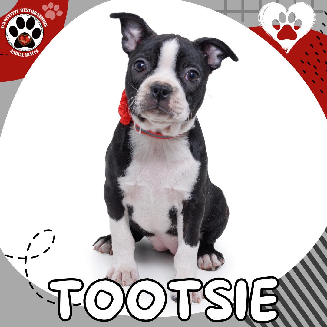 TOOTSIE, Adoptable, Puppy Female Boston Terrier.
