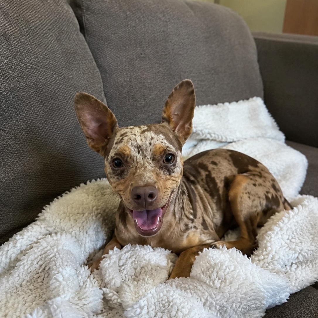 Riley, adopted, Young Male Catahoula Leopard Dog & Miniature Pinscher.