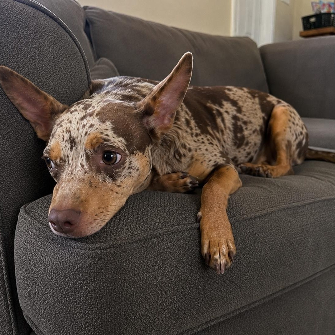 Riley, an adopted mixed breed in Mount Prospect, IL image 4/6