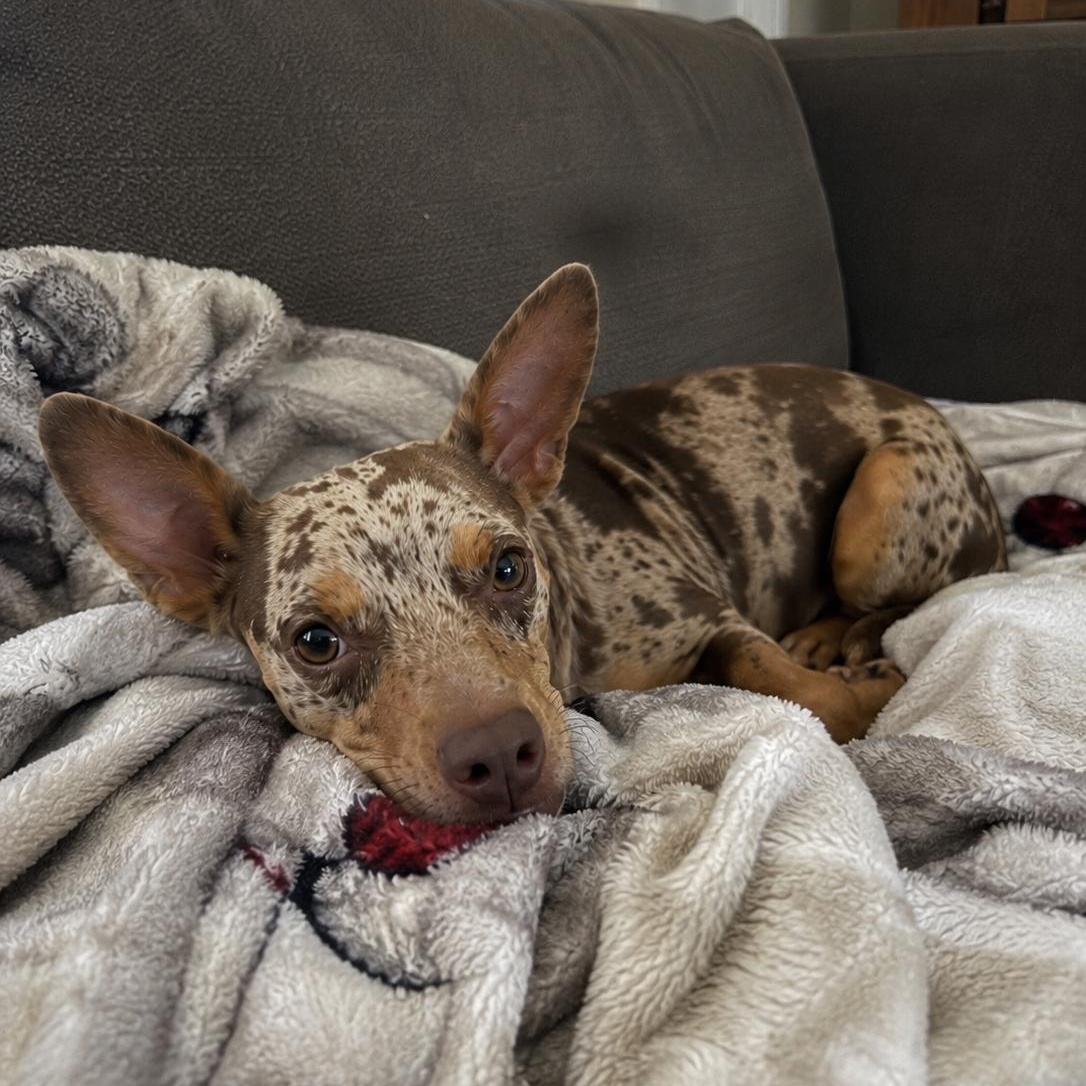 Riley, an adopted mixed breed in Mount Prospect, IL image 5/6