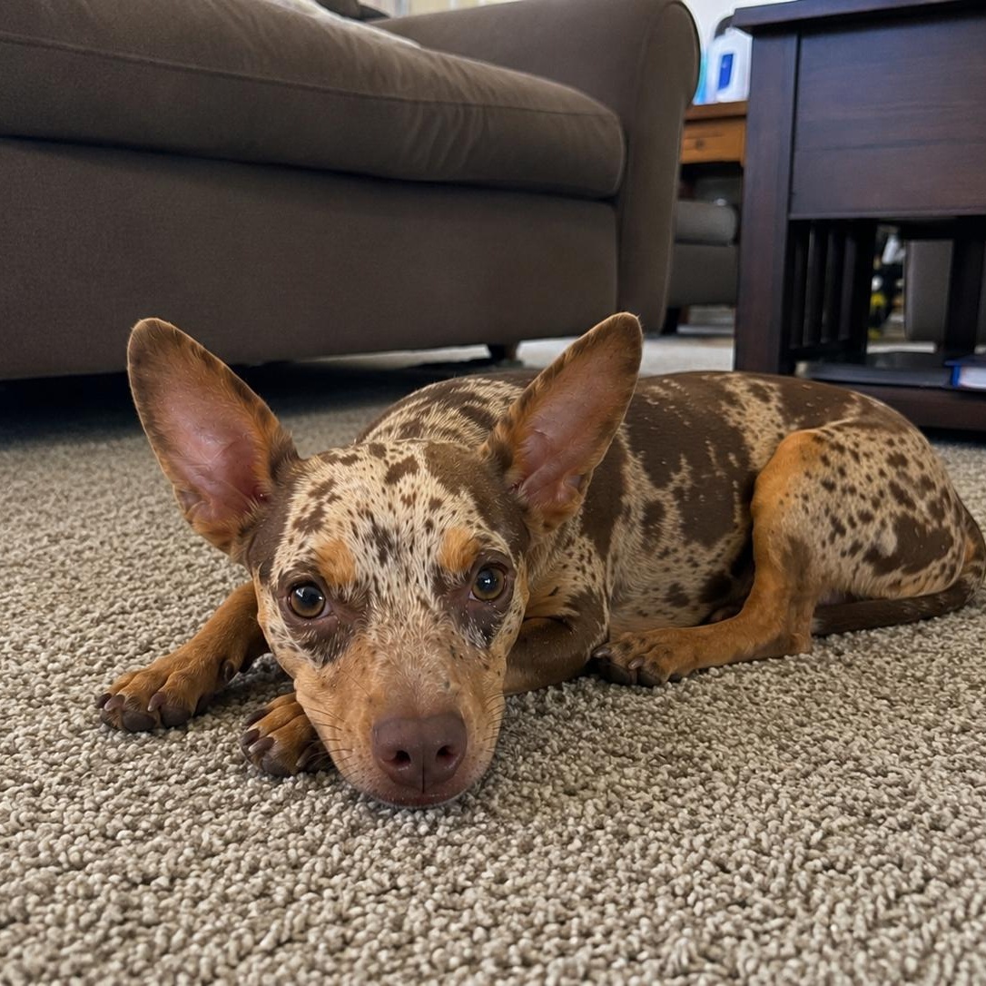 Riley, an adopted mixed breed in Mount Prospect, IL image 3/6