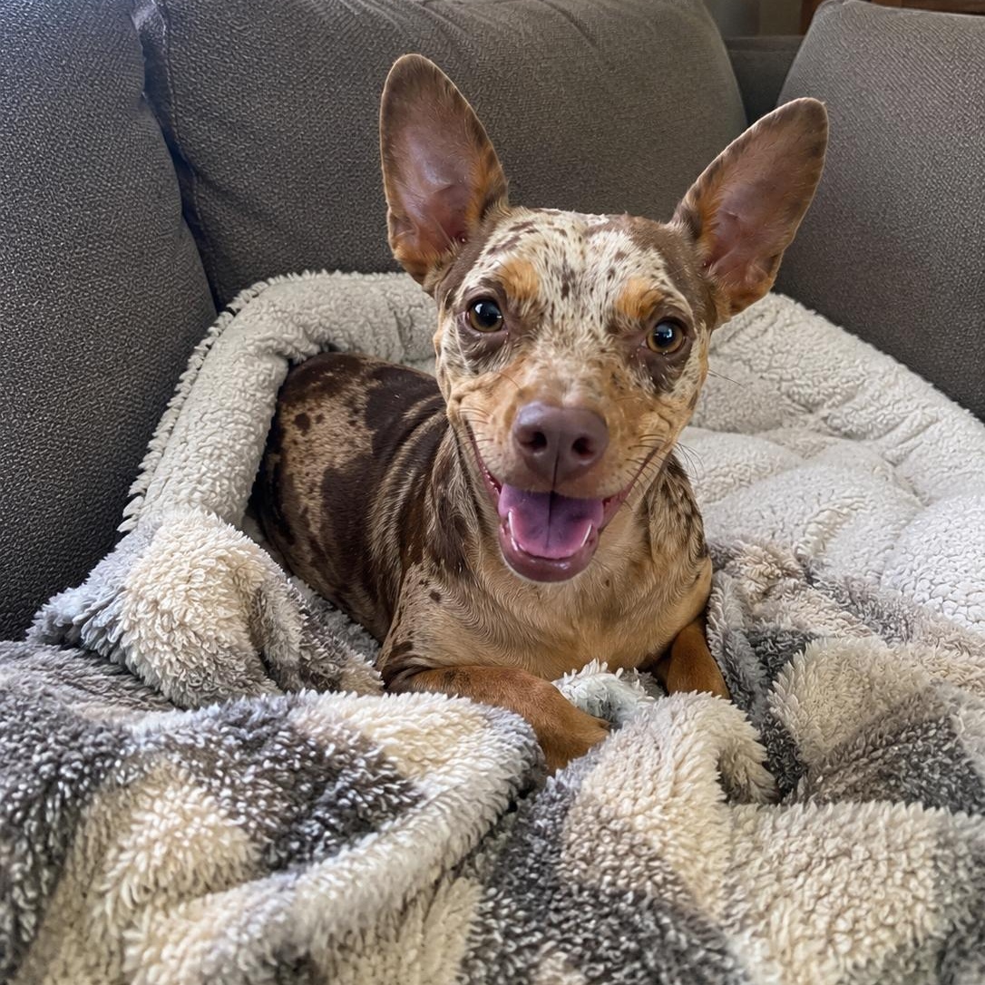 Riley, an adopted mixed breed in Mount Prospect, IL image 2/6