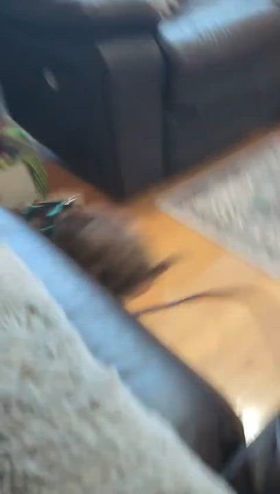 Enlarge Riley, an adopted mixed breed in Mount Prospect, IL video 6/6