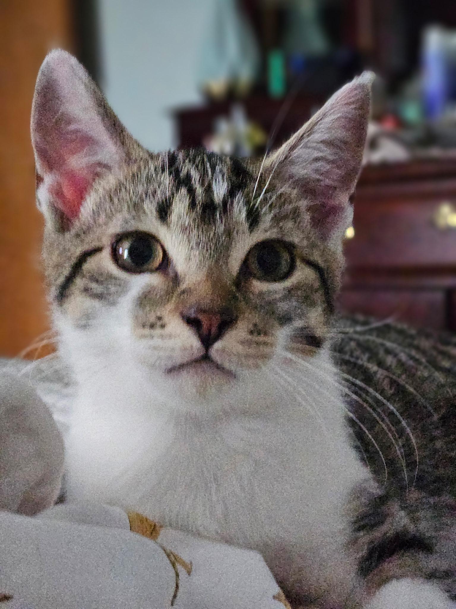 Windy, a Adoptable Tiger in Avondale, PA image 1/2