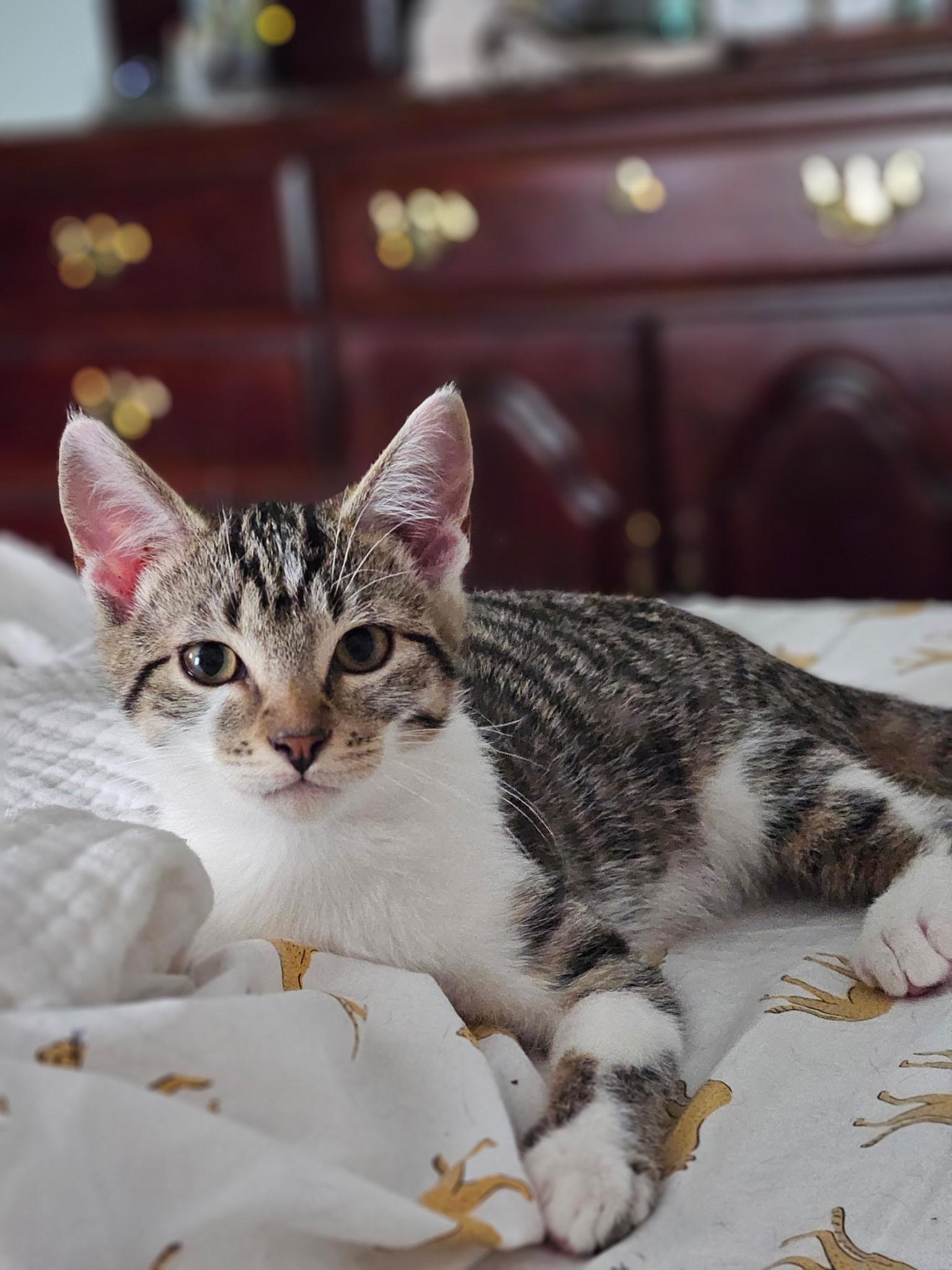 Windy, a Adoptable Tiger in Avondale, PA image 2/2