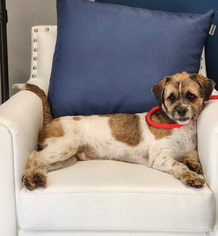 Enlarge Manolo, a ADOPTABLE mixed breed in Washingtonville, NY image 2/3