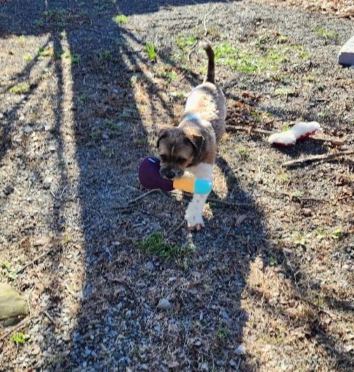 Enlarge Manolo, a ADOPTABLE mixed breed in Washingtonville, NY image 3/3