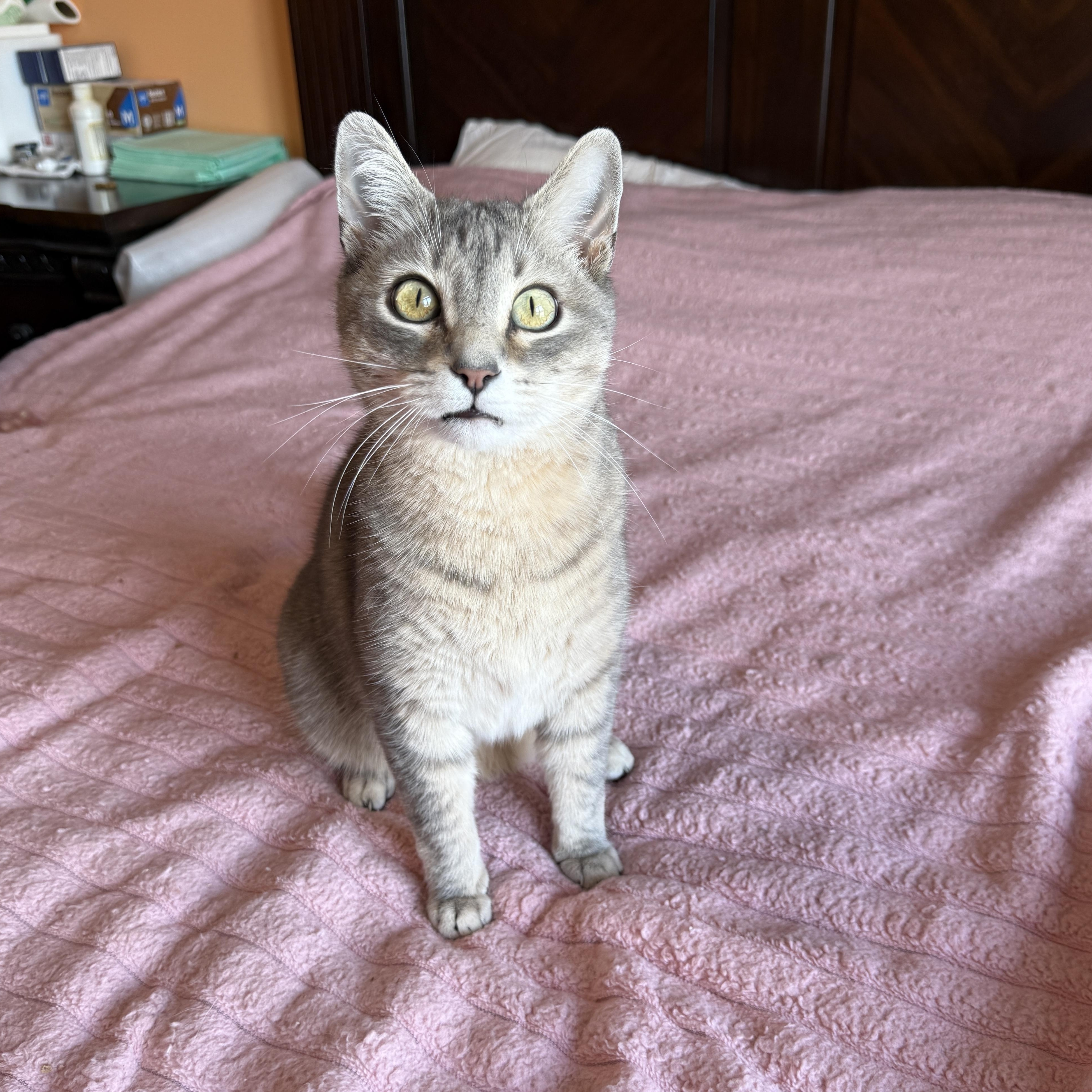Grey, Adoptable, Adult Male Domestic Short Hair.