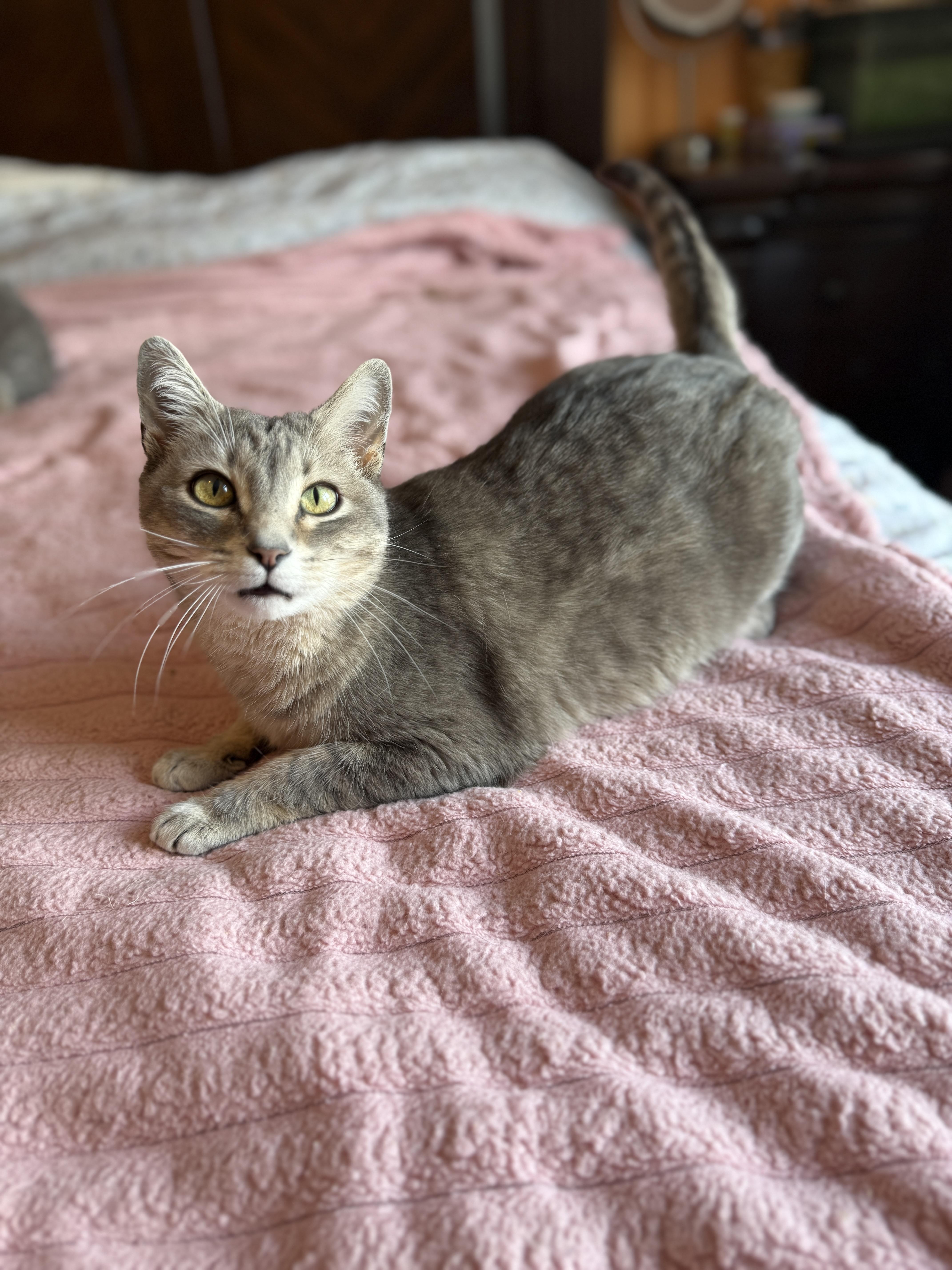 Enlarge Grey, a Adoptable Domestic Short Hair in Brooklyn, NY image 3/5