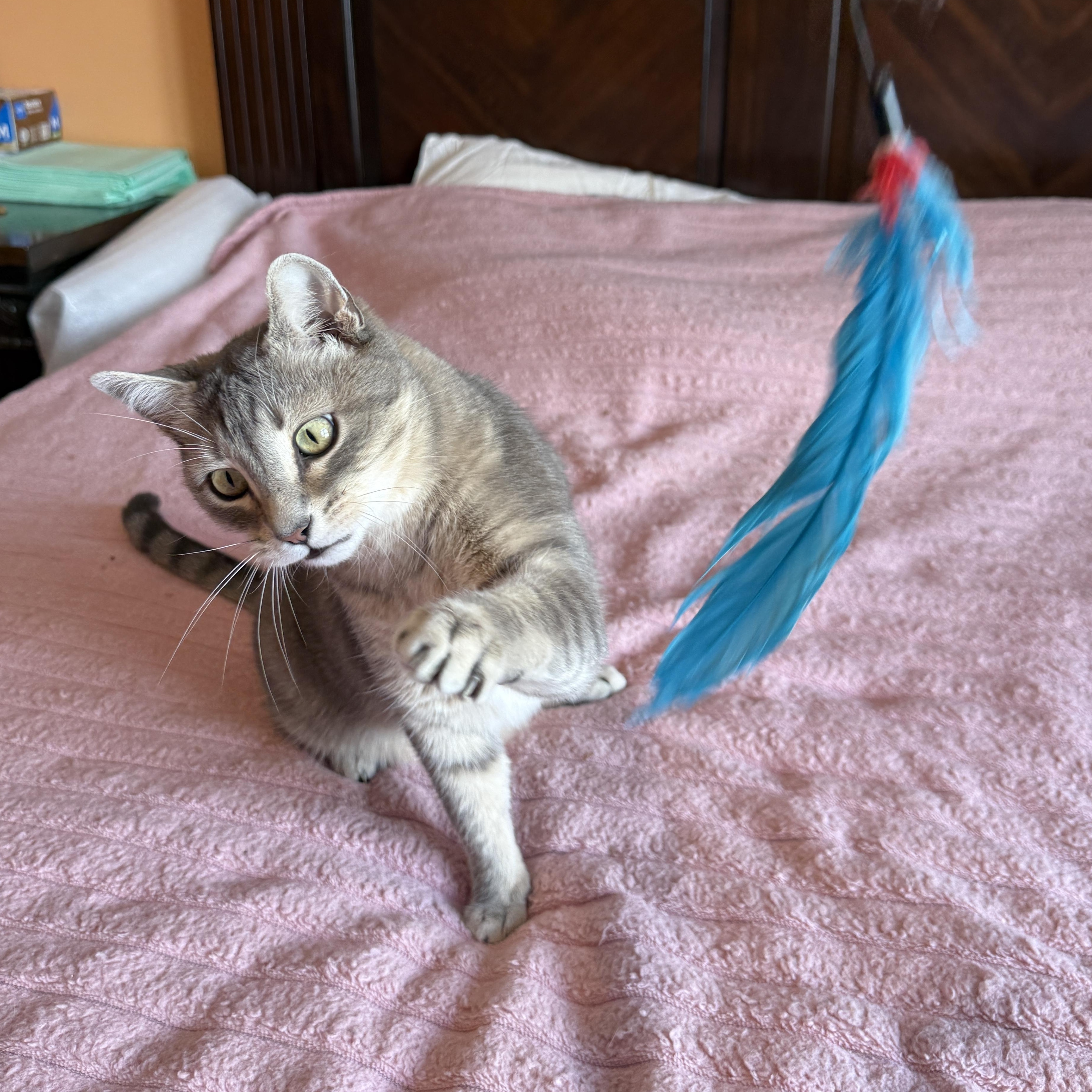 Enlarge Grey, a Adoptable Domestic Short Hair in Brooklyn, NY image 4/5