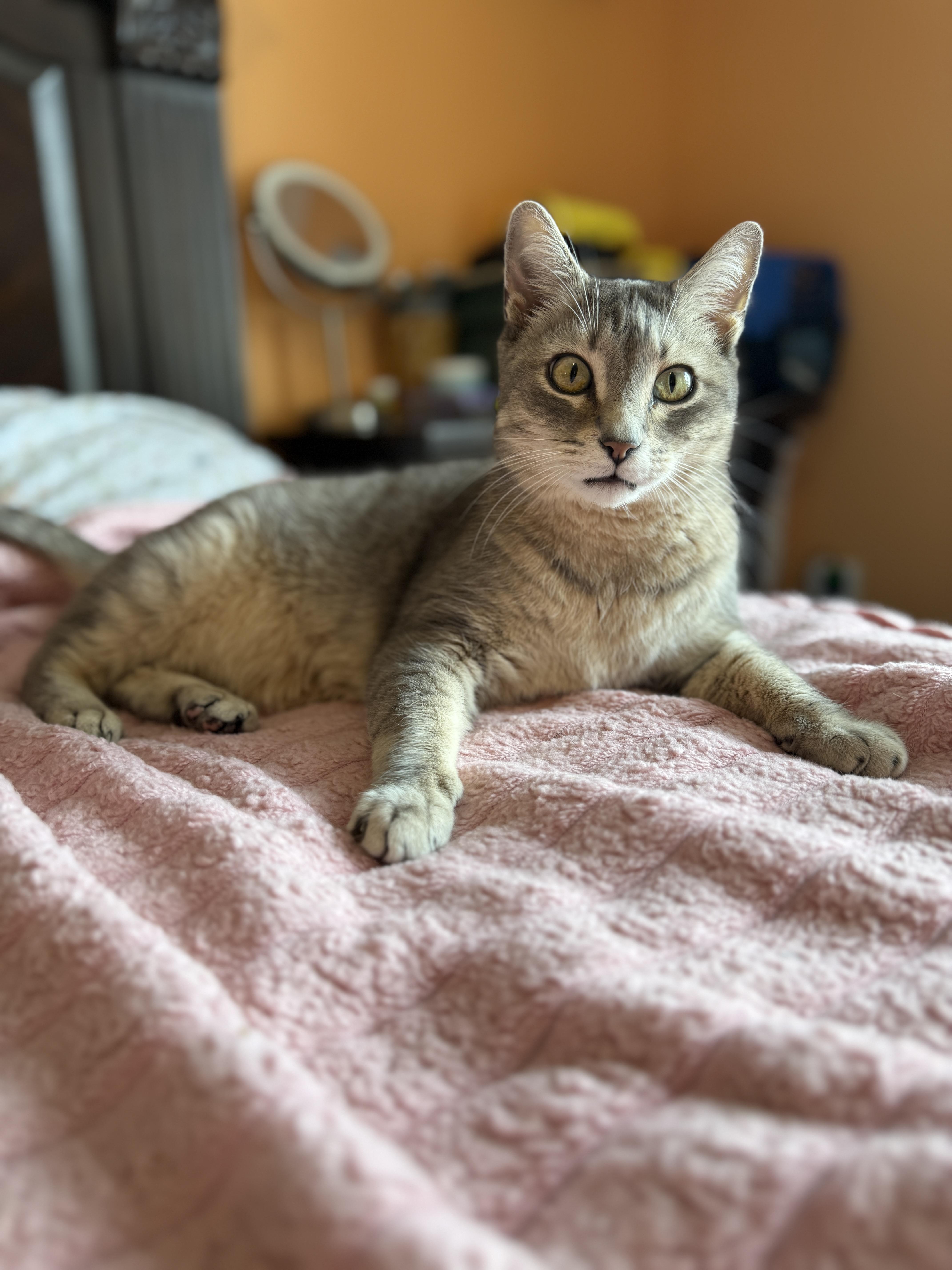 Enlarge Grey, a Adoptable Domestic Short Hair in Brooklyn, NY image 2/5