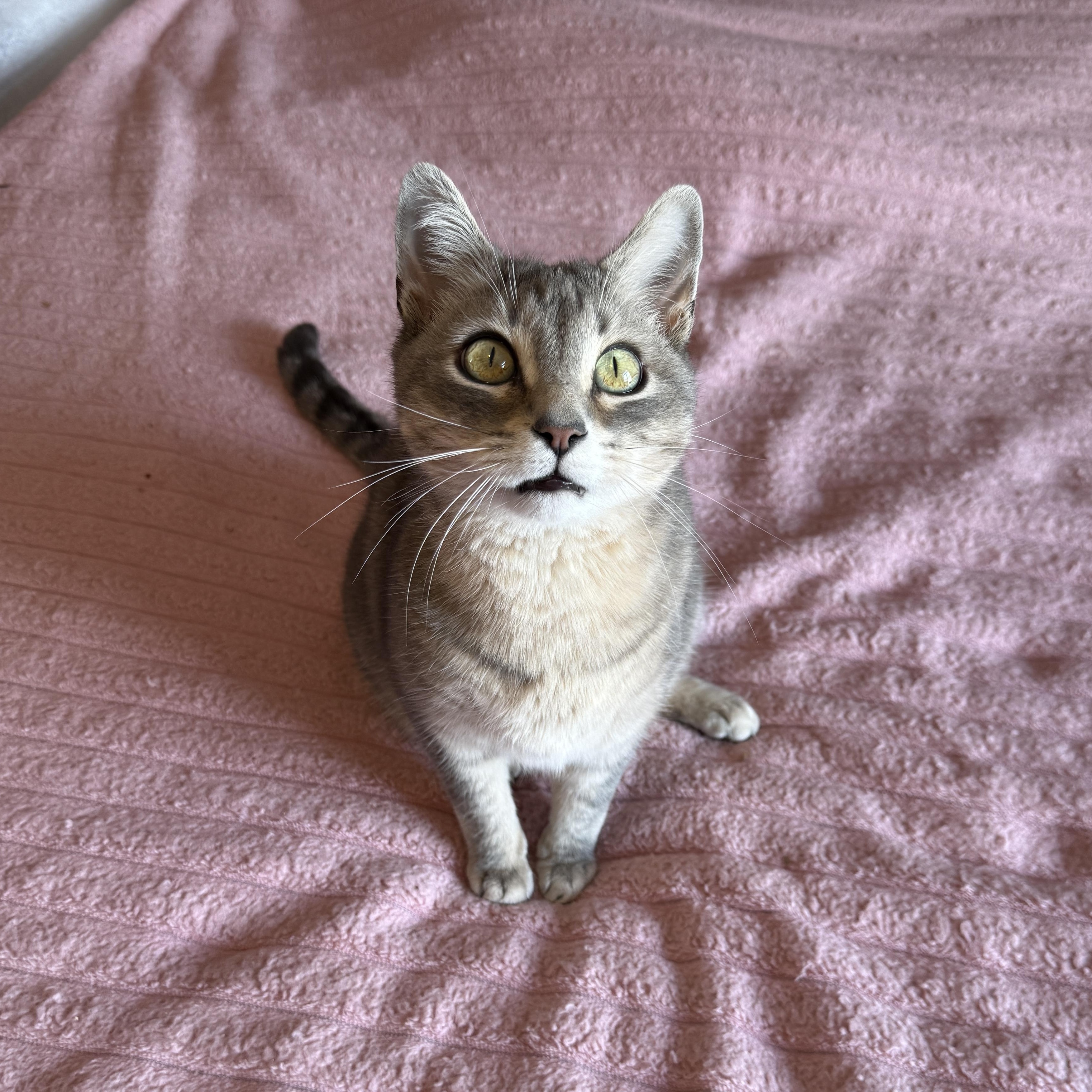 Grey, Adoptable, Adult Male Domestic Short Hair.