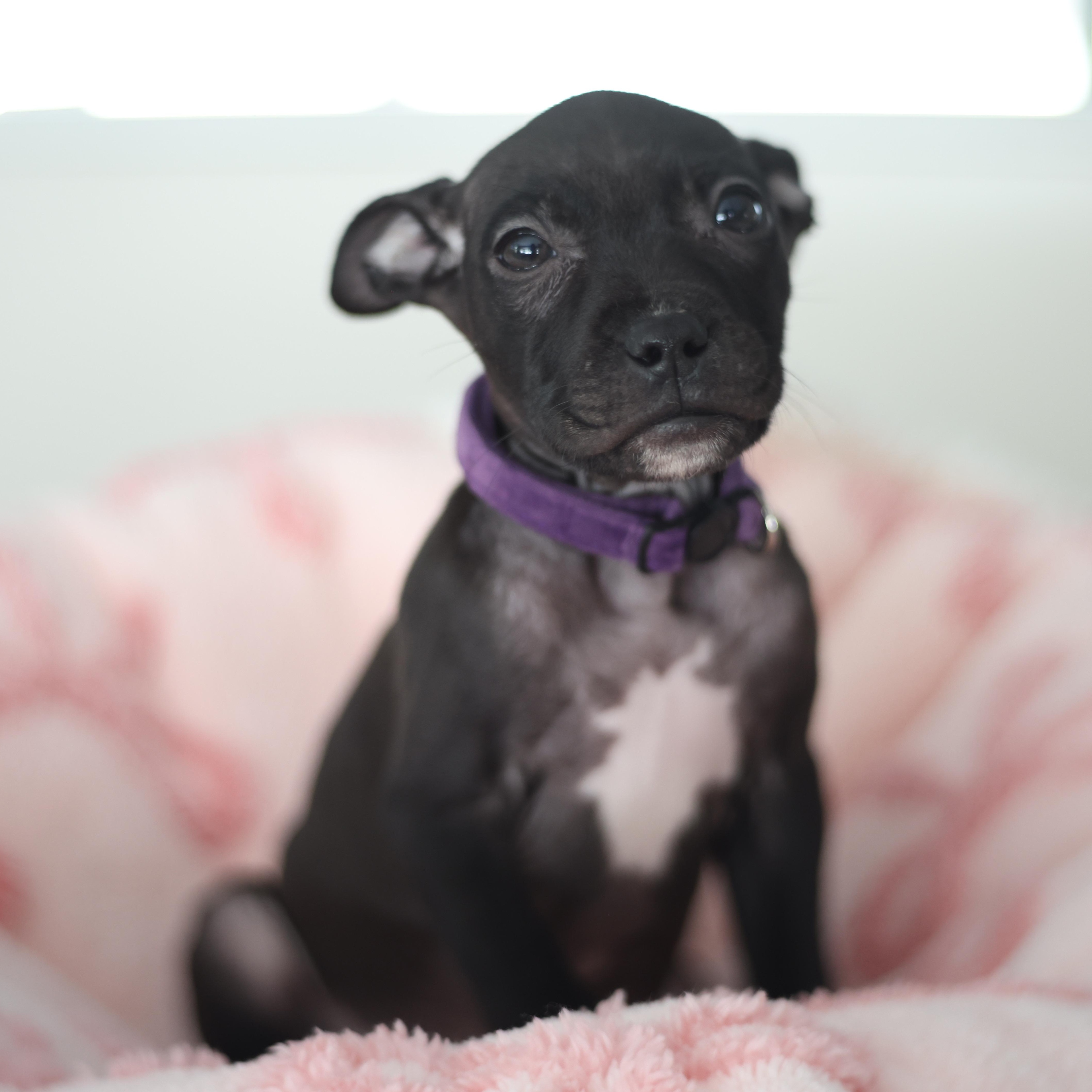 Enlarge Soulful, an adopted mixed breed in Detroit, MI image 1/3