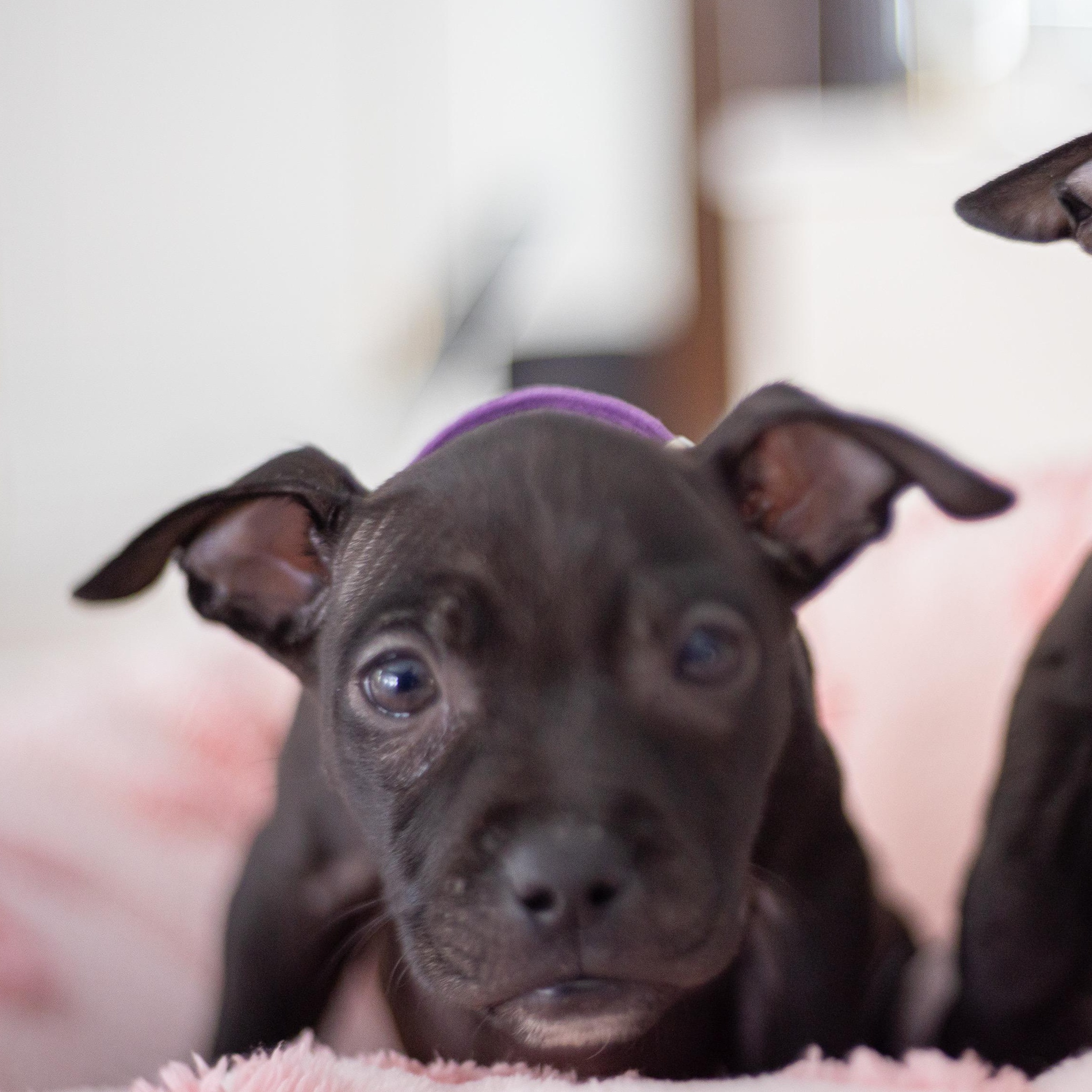 Enlarge Soulful, an adopted mixed breed in Detroit, MI image 3/3