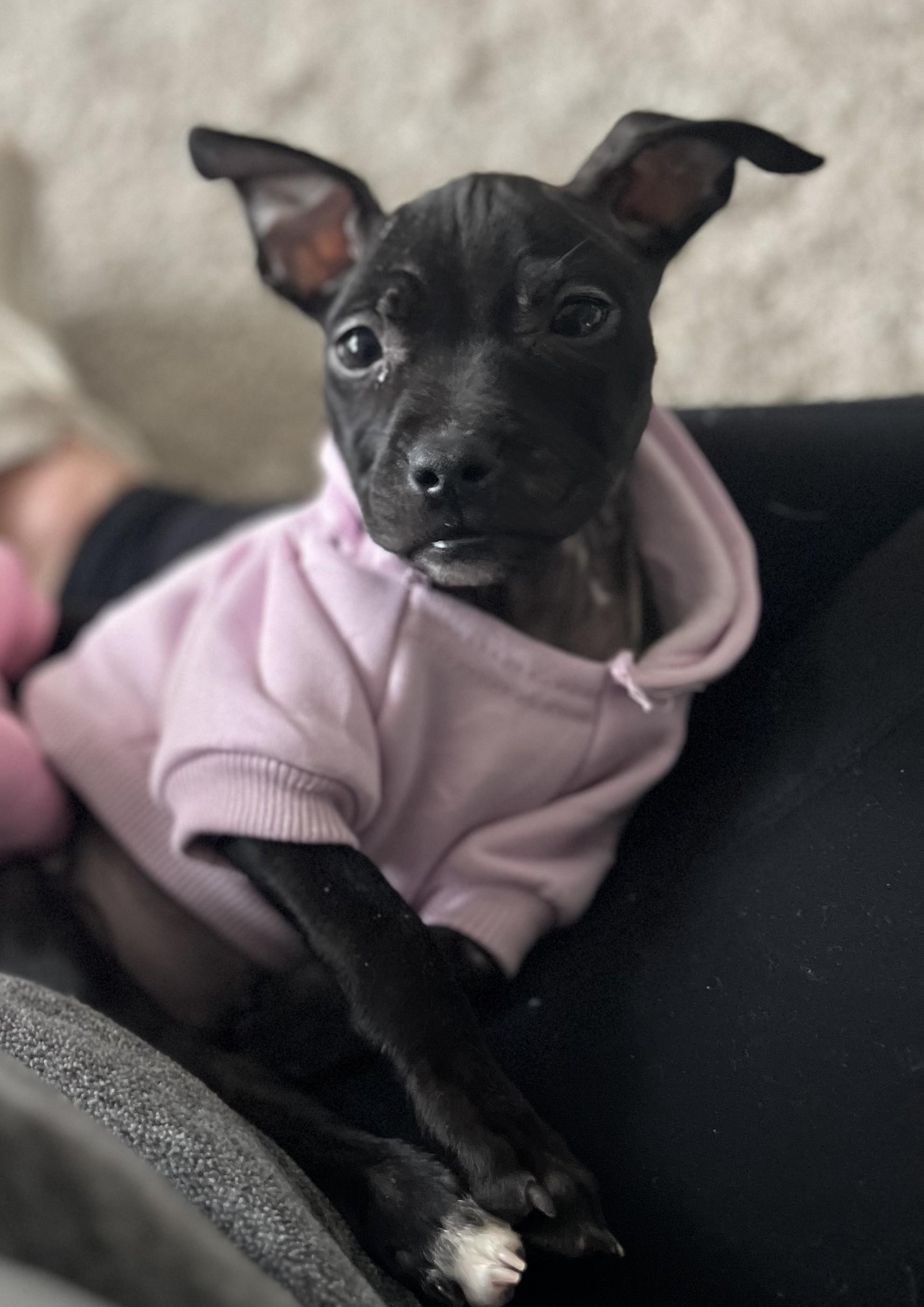 Enlarge Soulful, an adopted mixed breed in Detroit, MI image 2/3