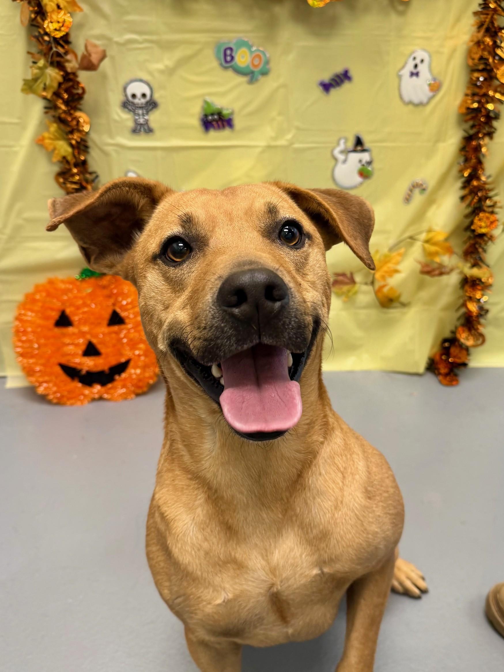 Ricky, Adoptable, Young Male Black Mouth Cur & Mixed Breed.