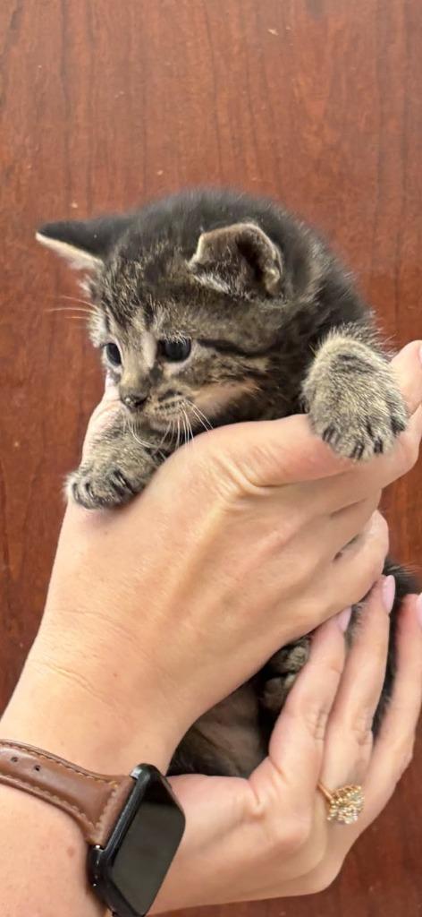 Kitten 4, Adoptable, Kitten Male Domestic Medium Hair.