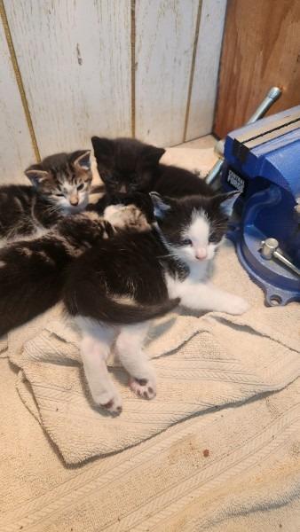 Enlarge Kitten 4, a Adoptable mixed breed in Bryan, TX image 2/2