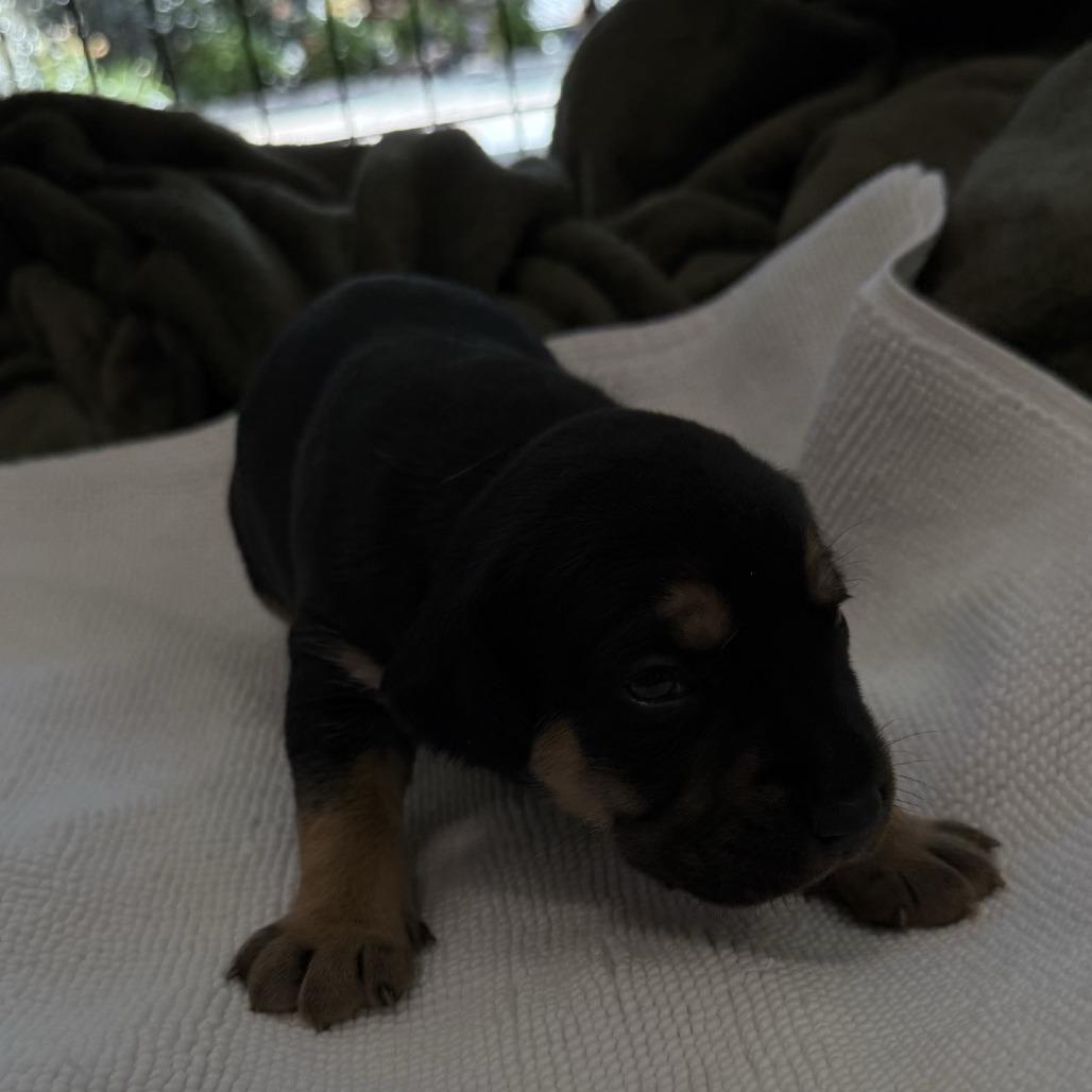 Boo, Adoptable, Puppy Female Mixed Breed.