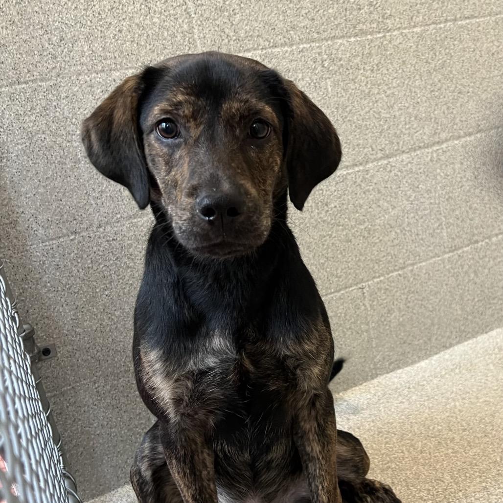 Enlarge Boo, a Adoptable Mixed Breed in Columbus, NC image 4/6