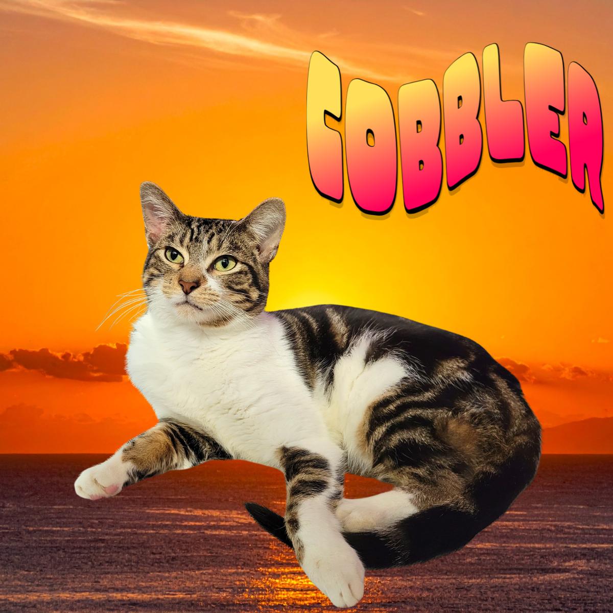 Cobbler, ADOPTABLE, Young Male Domestic Short Hair.