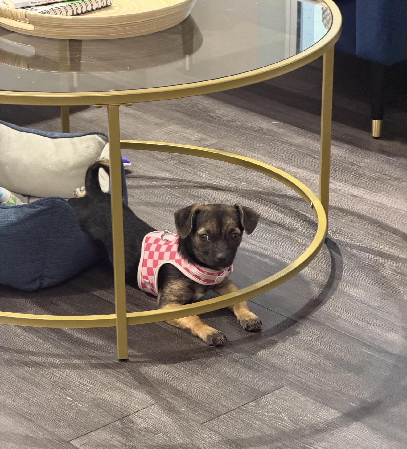 Chispi, a ADOPTABLE mixed breed in Palm springs, FL image 3/4