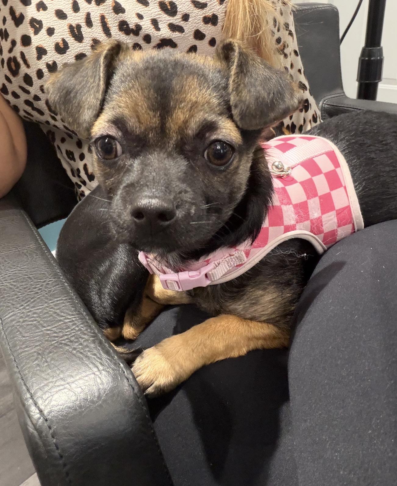 Chispi, a ADOPTABLE mixed breed in Palm springs, FL image 1/4