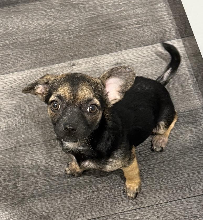 Chispi, a ADOPTABLE mixed breed in Palm springs, FL image 4/4