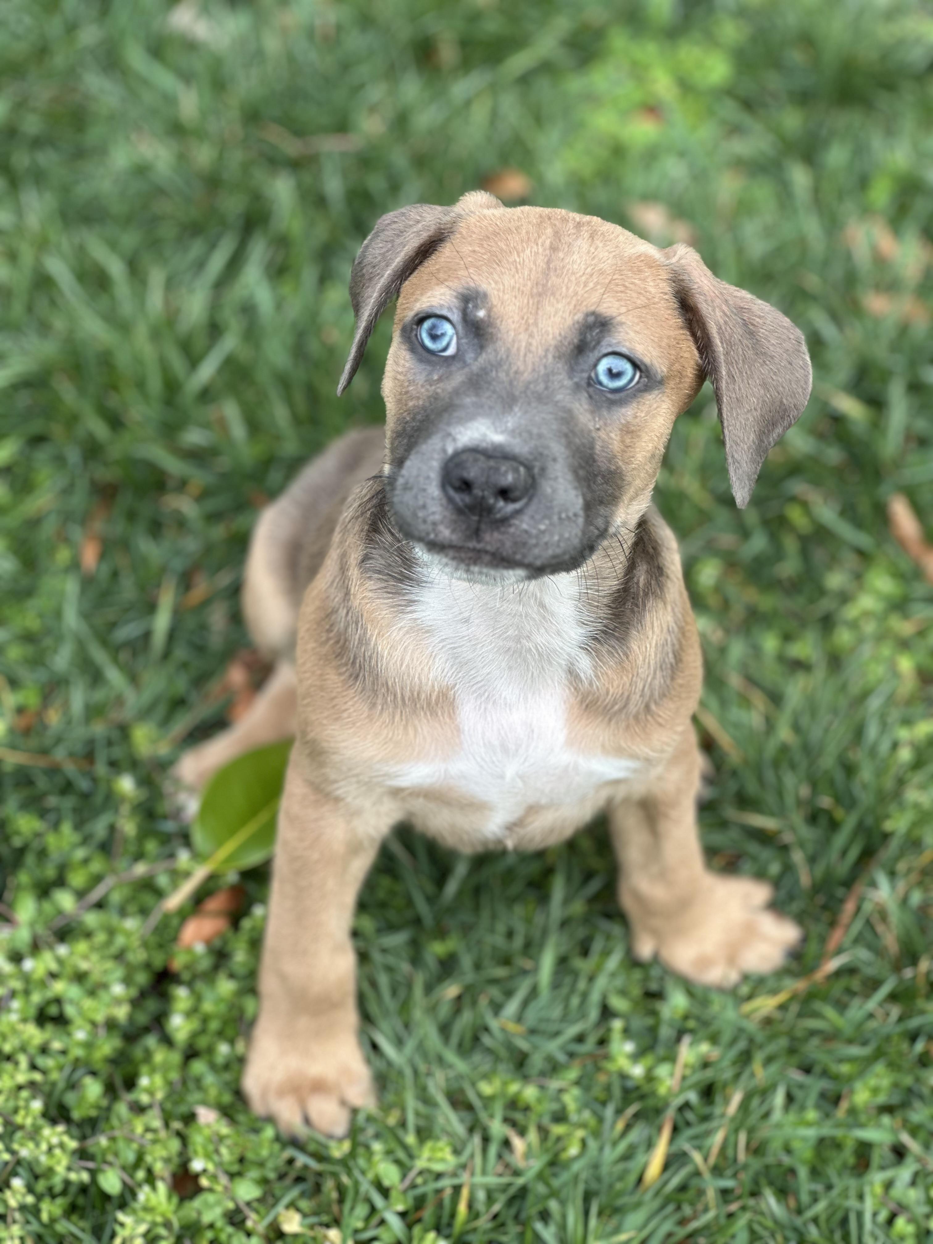 Hughes, ADOPTABLE, Puppy Male Boxer & Labrador Retriever.