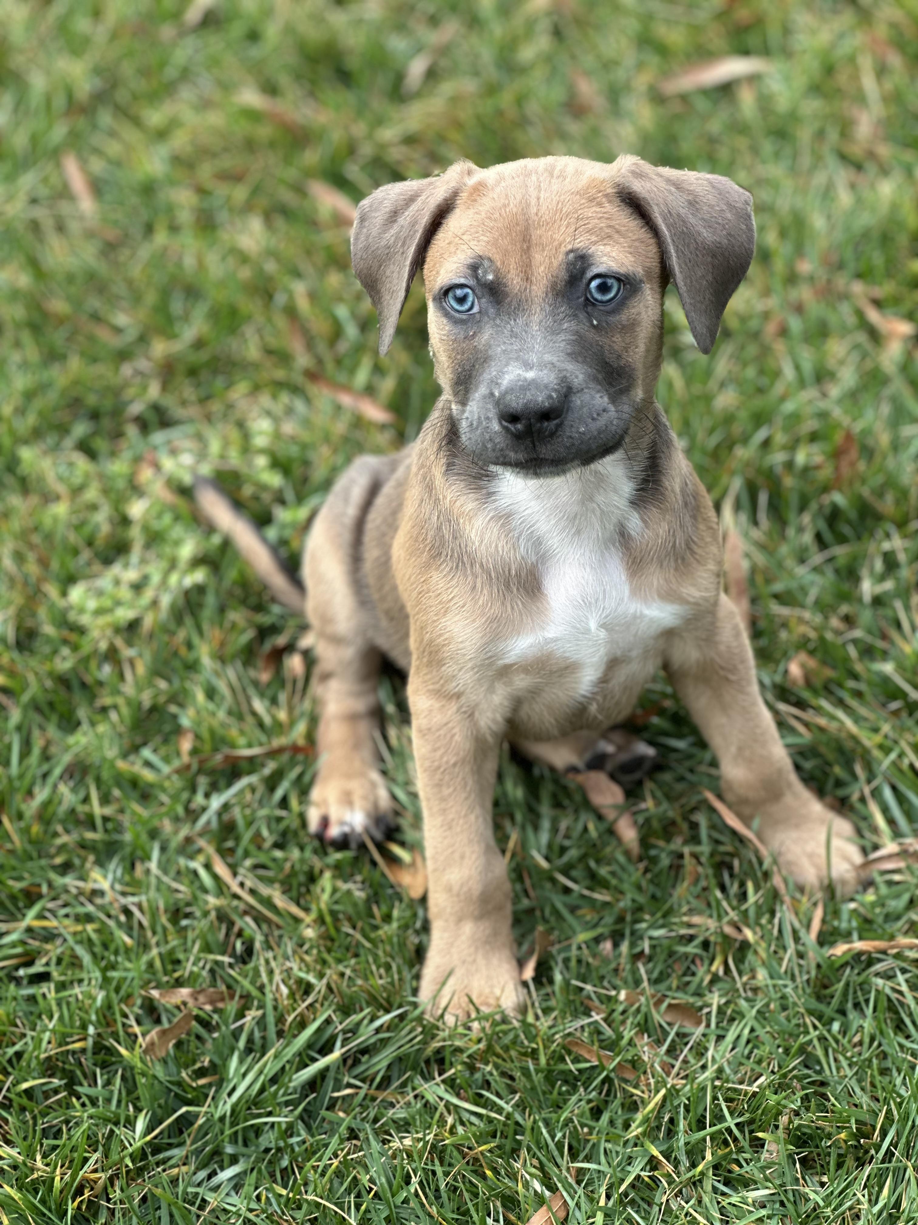 Enlarge Hughes, a ADOPTABLE mixed breed in Maiden, NC image 2/2