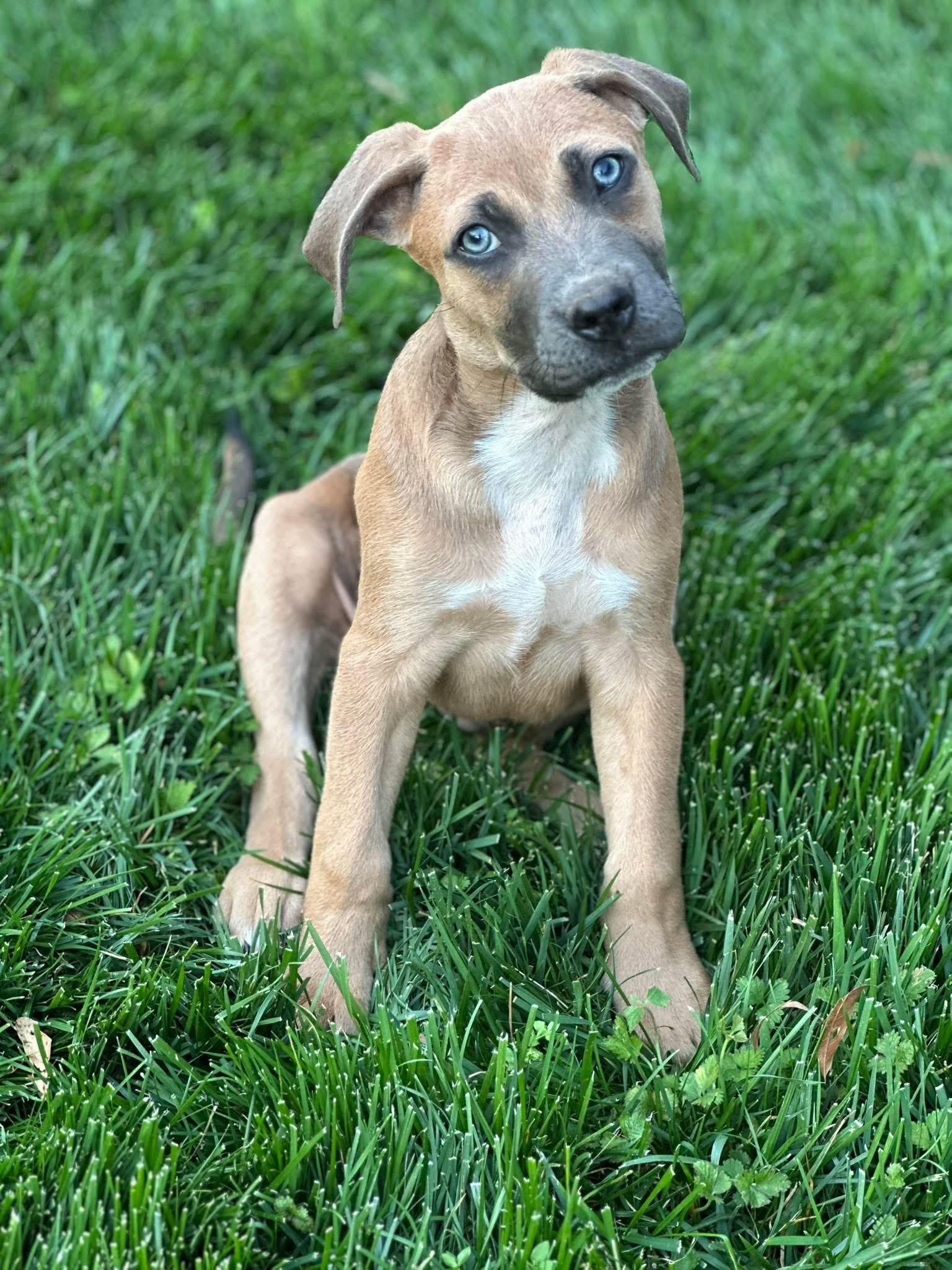 Enlarge Hughes, a ADOPTABLE mixed breed in Maiden, NC image 1/3