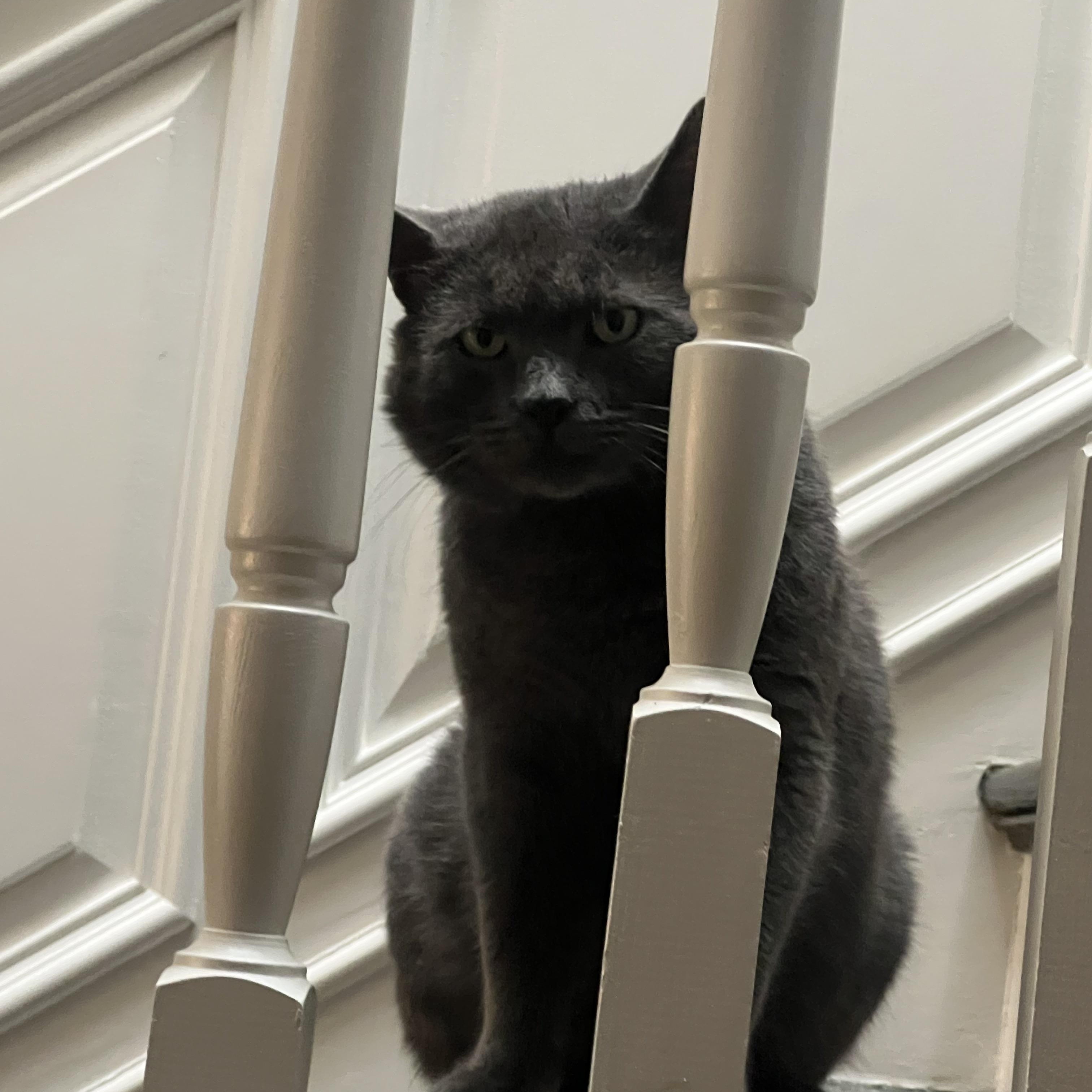 Notorious L.A.P., the plush, people-oriented pal you've always wanted in your corner!, a Adoptable Domestic Short Hair in South Burlington, VT image 4/4