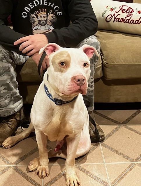 Enlarge Banjo, a Adopted mixed breed in Alexandria, VA image 1/1