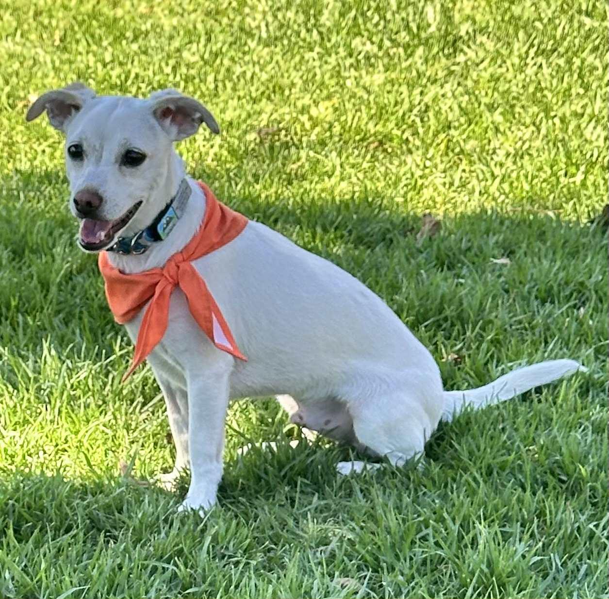 Richie, Adoptable, Adult Male Terrier.