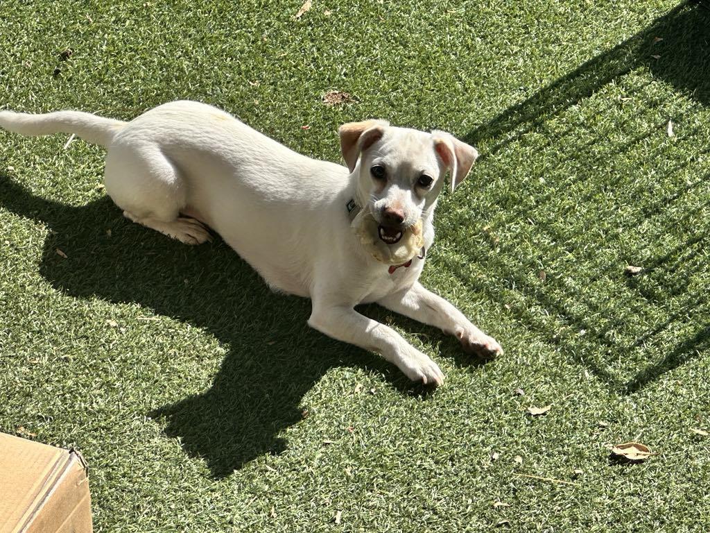 Enlarge Richie, a Adoptable Terrier in Escondido, CA image 3/3