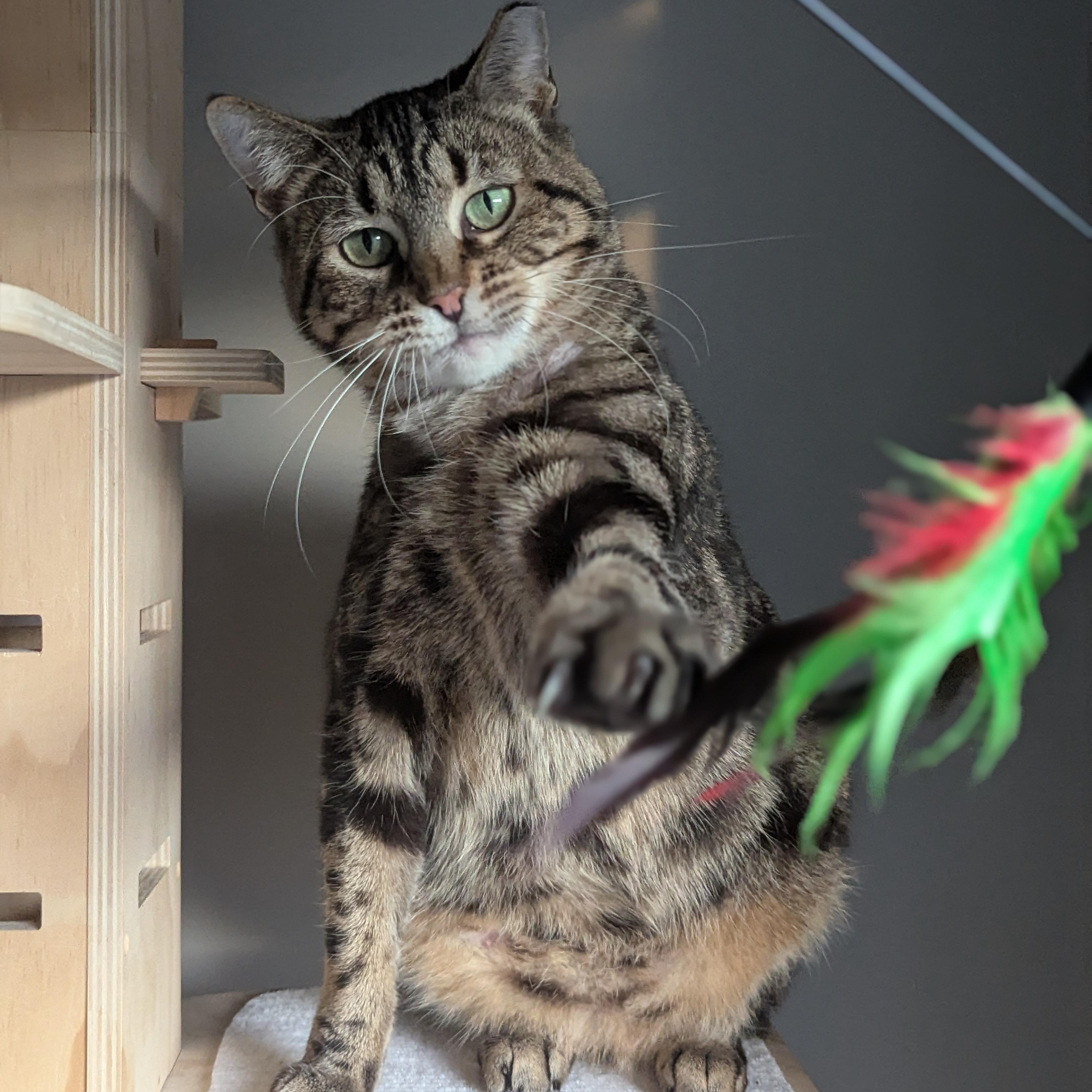 Enlarge Emily (made for love), a ADOPTABLE Domestic Short Hair in Atlanta, GA image 4/6