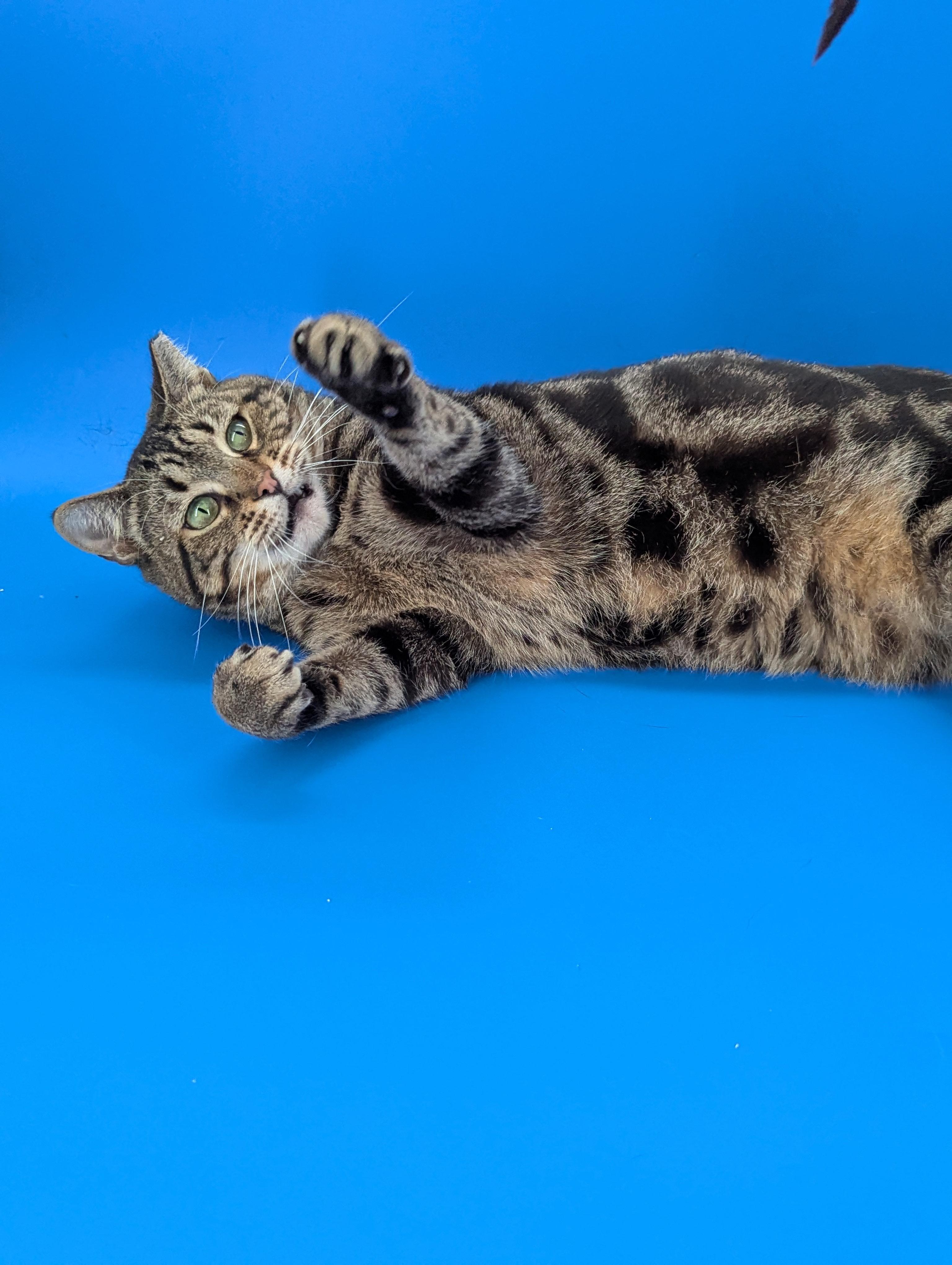 Enlarge Emily (made for love), a ADOPTABLE Domestic Short Hair in Atlanta, GA image 6/6