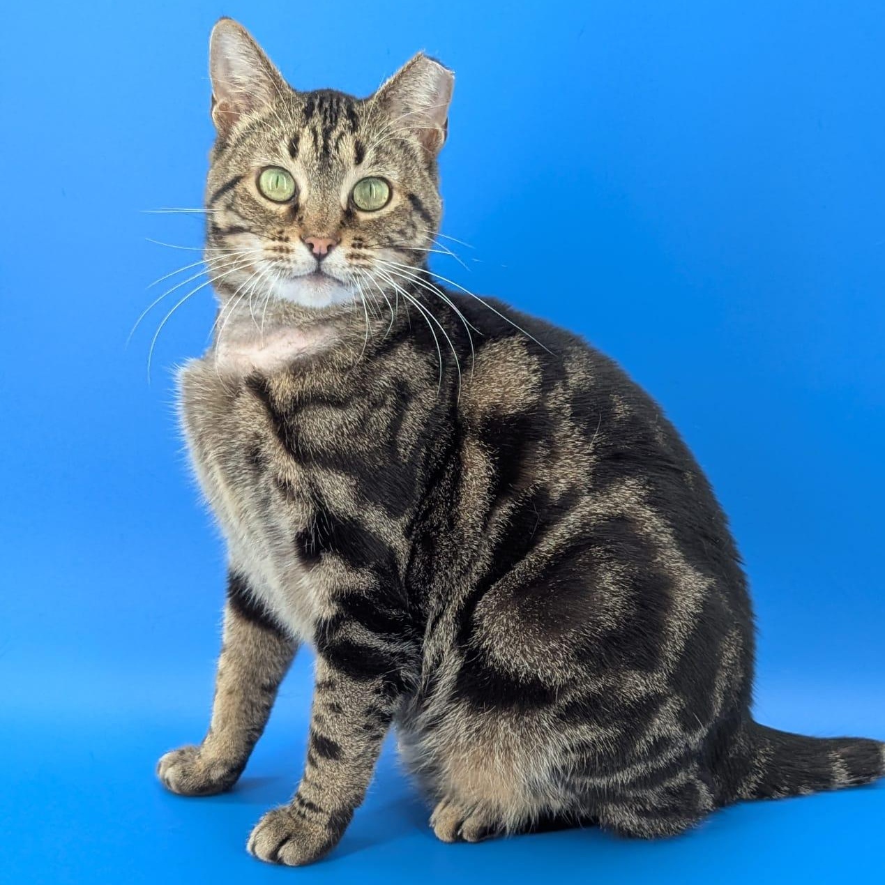 Emily (made for love), ADOPTABLE, Young Female Domestic Short Hair.