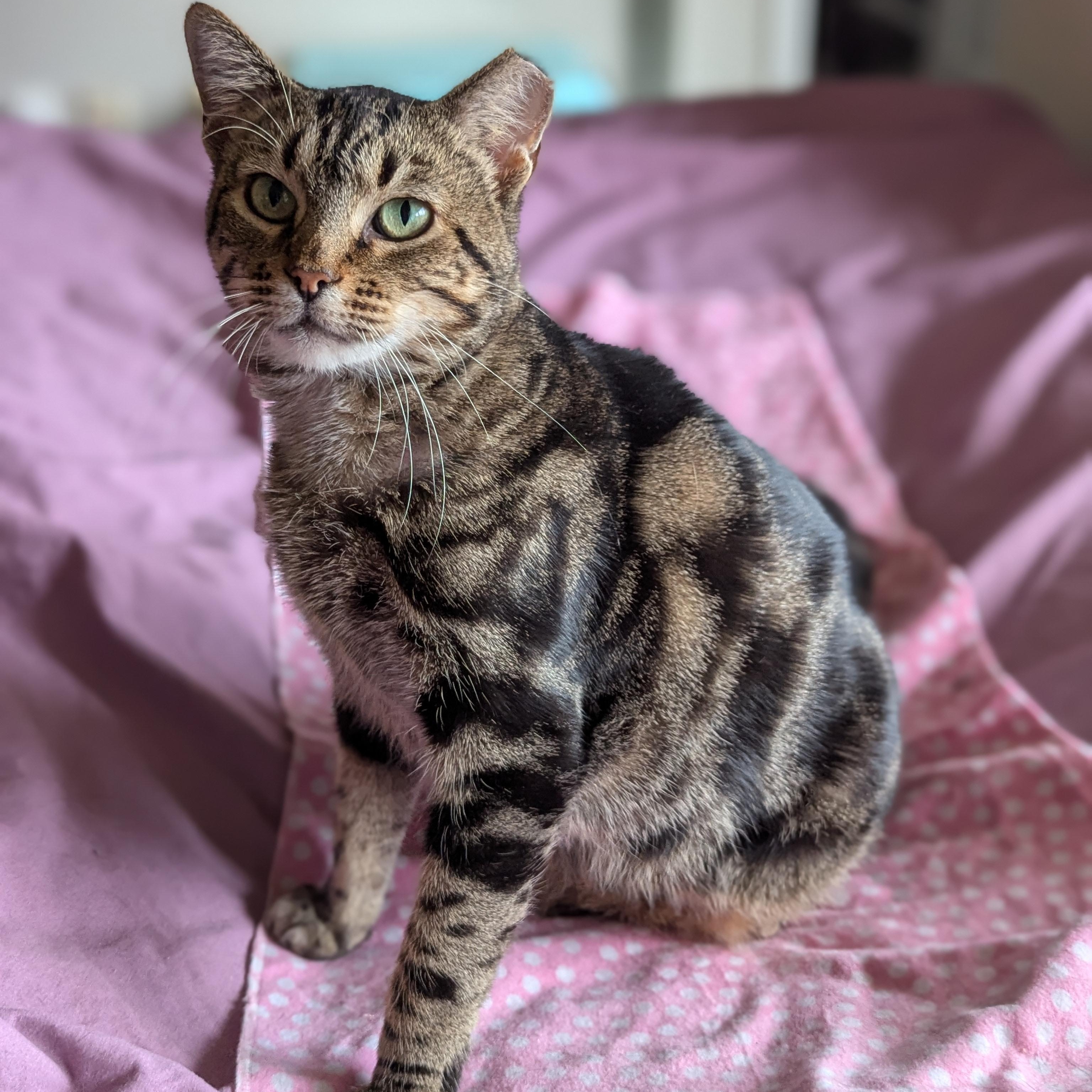 Emily (made for love), ADOPTABLE, Young Female Domestic Short Hair.