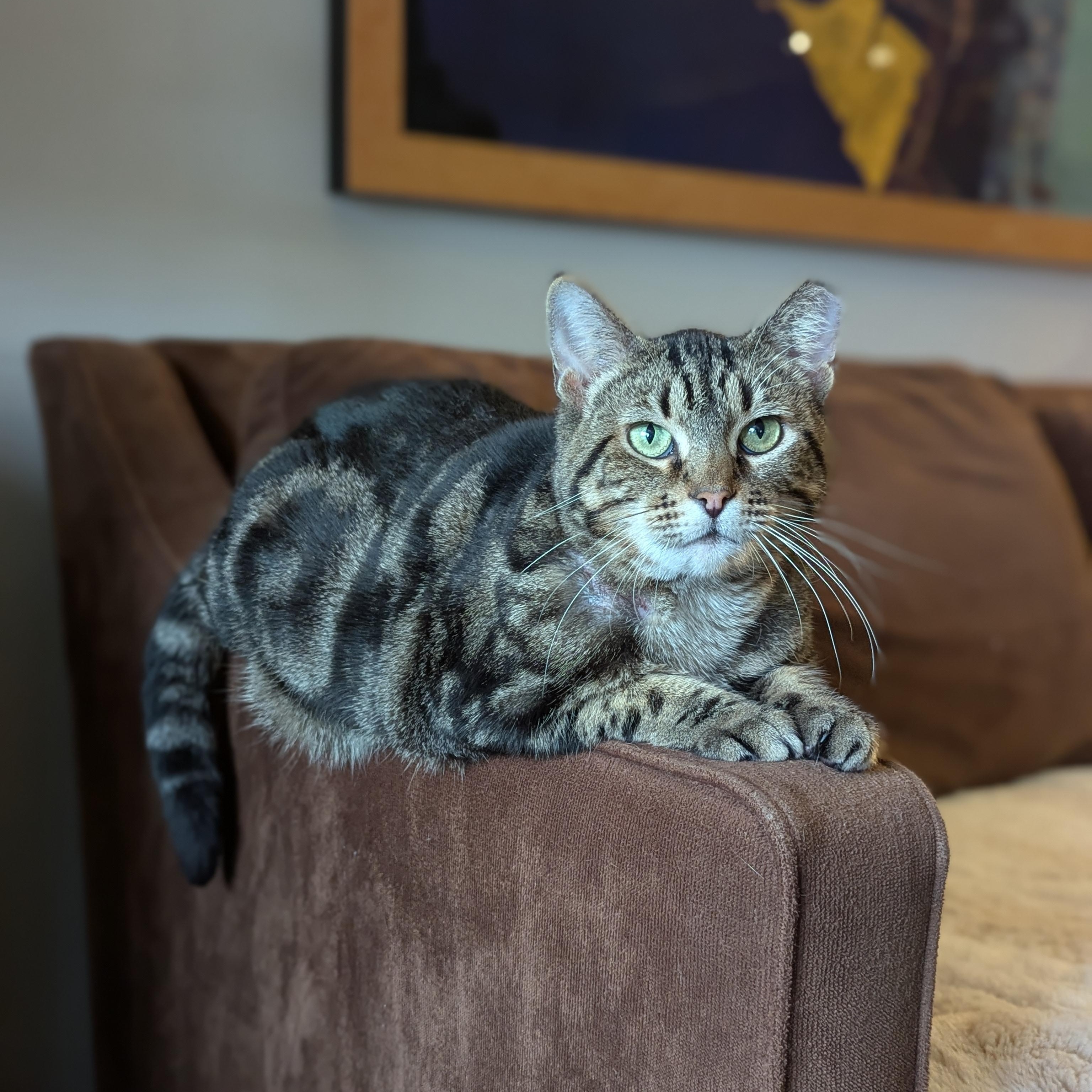 Enlarge Emily (made for love), a ADOPTABLE Domestic Short Hair in Atlanta, GA image 6/6