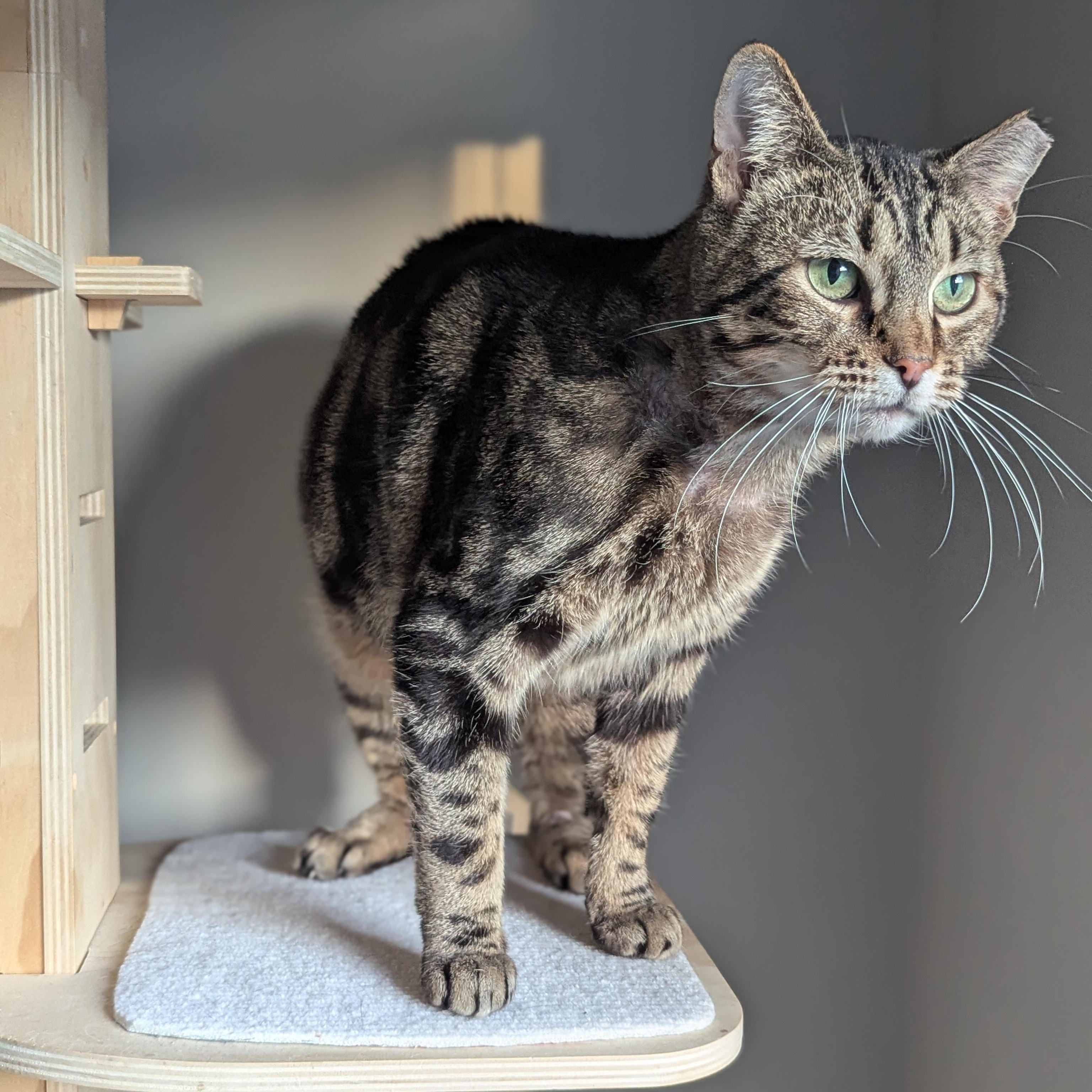Enlarge Emily (made for love), a ADOPTABLE Domestic Short Hair in Atlanta, GA image 3/6